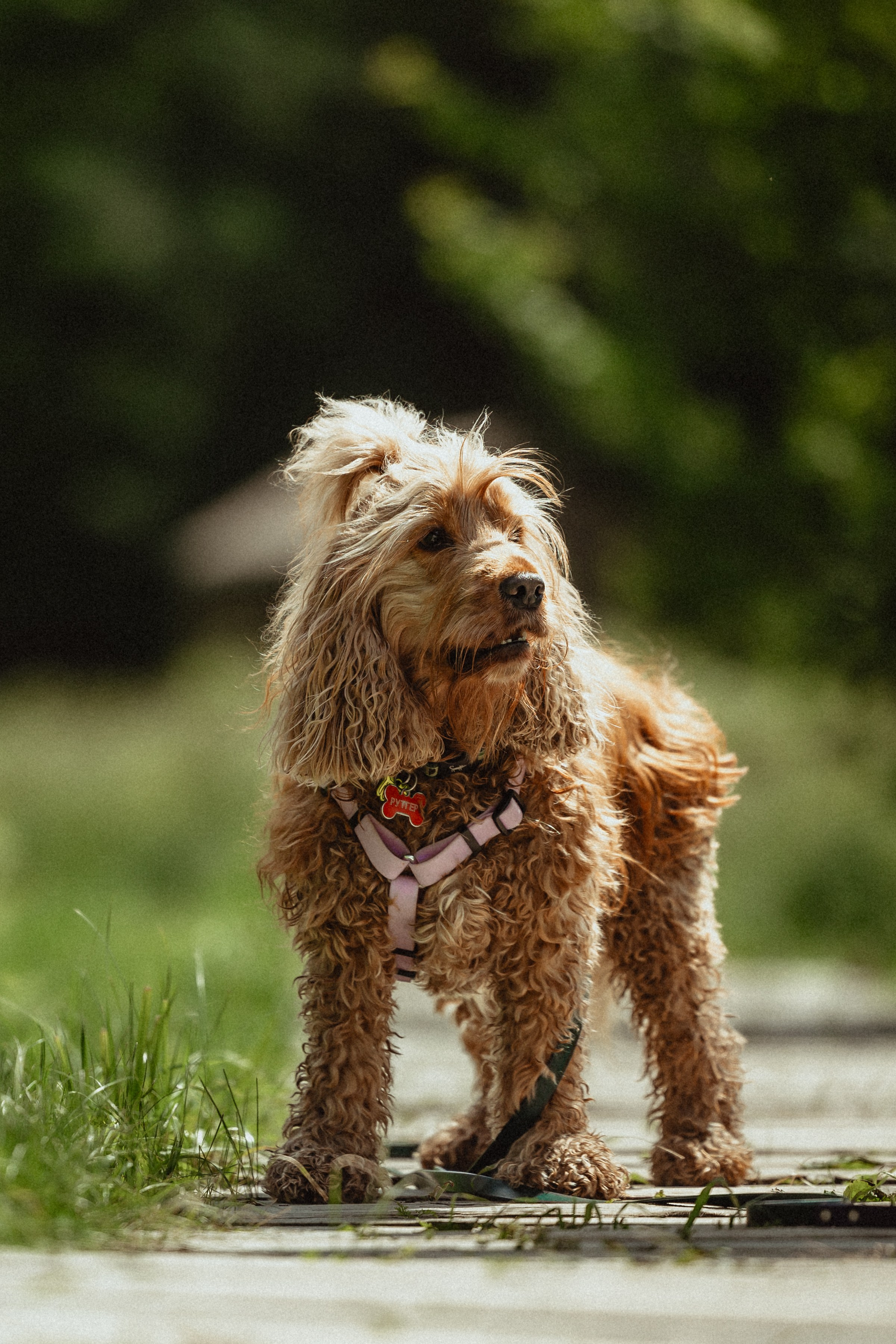 Выездной дог-тренинг от школы «Шерсть имею»