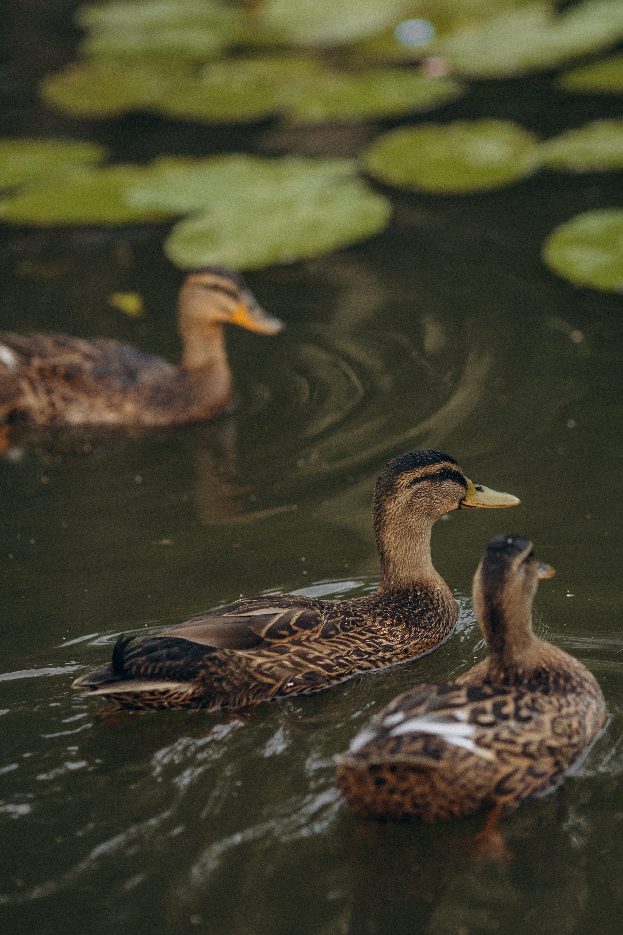 Таня и Иван. Juliashtondic. photo