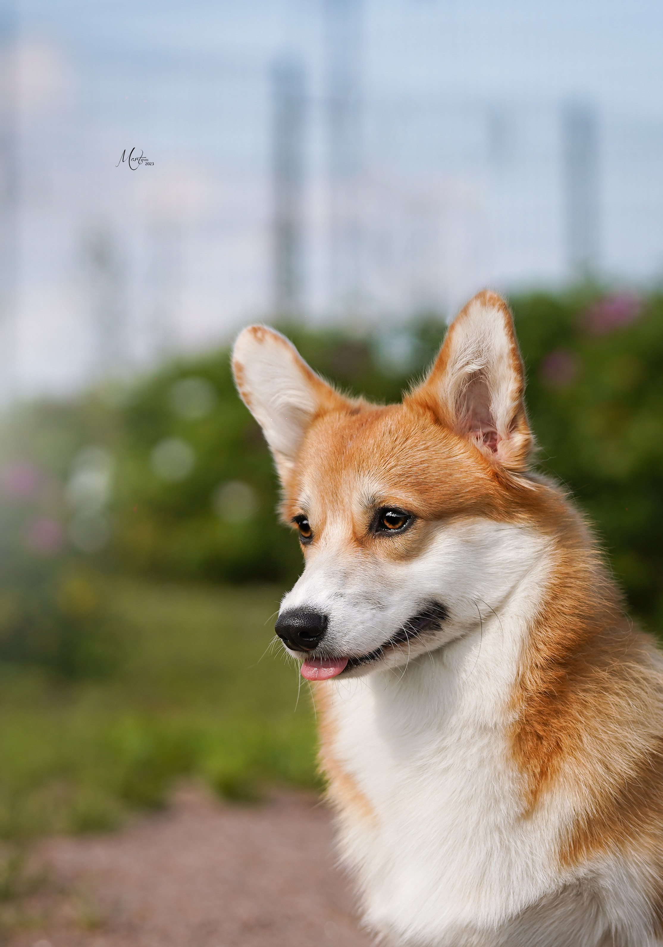 Выставки 2023. Фотограф-анималист в Санкт-Петербурге Яна Мартынова