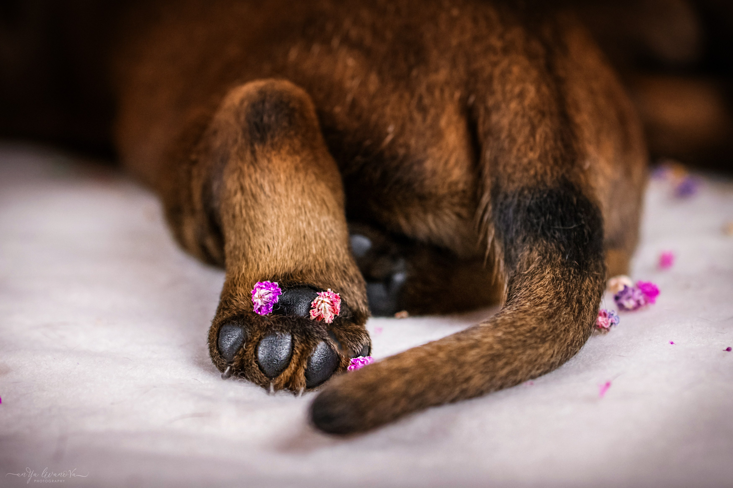 Баварчики. Фотограф анималист Аня Ливанова | Рыбинск