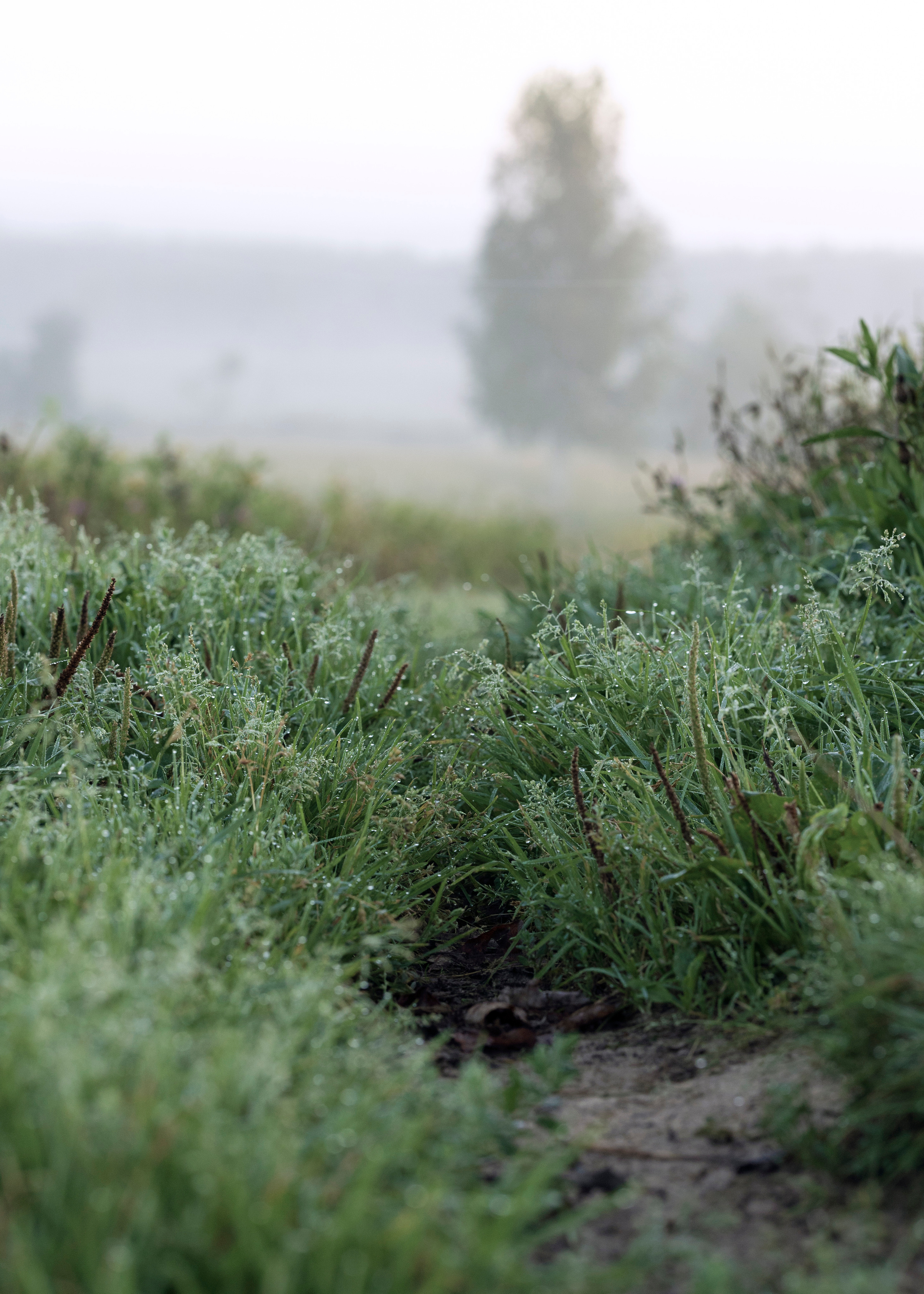 д. Кузнецово, Ярославская область, 17.08.2023