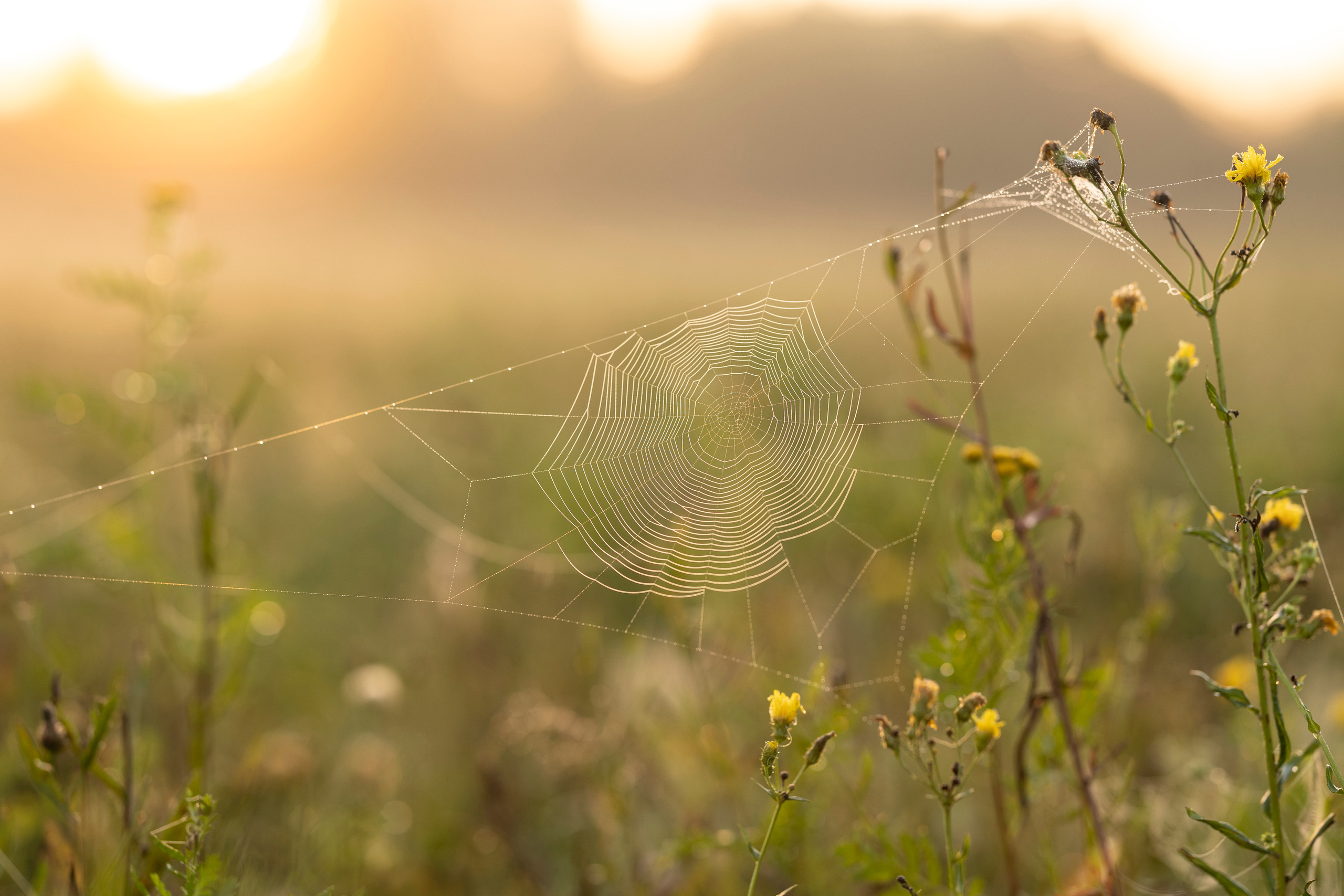 д. Кузнецово, Ярославская область, 17.08.2023