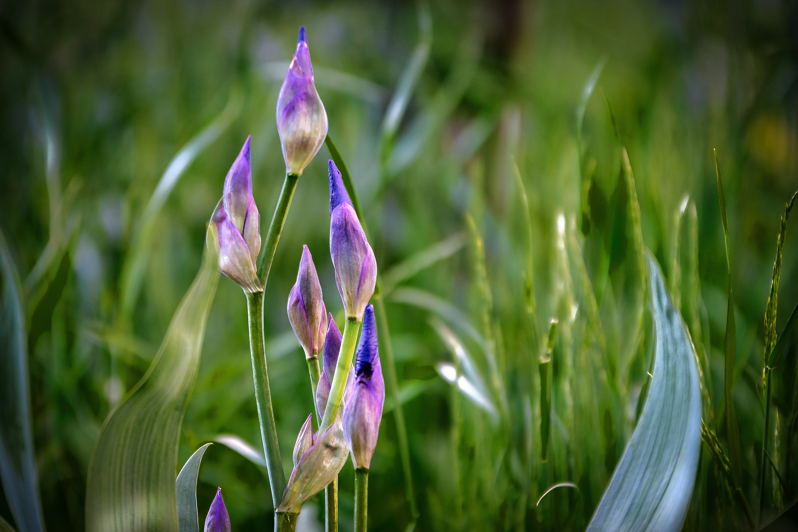 Наша мать — природа. Фотограф Владимир Артамонов