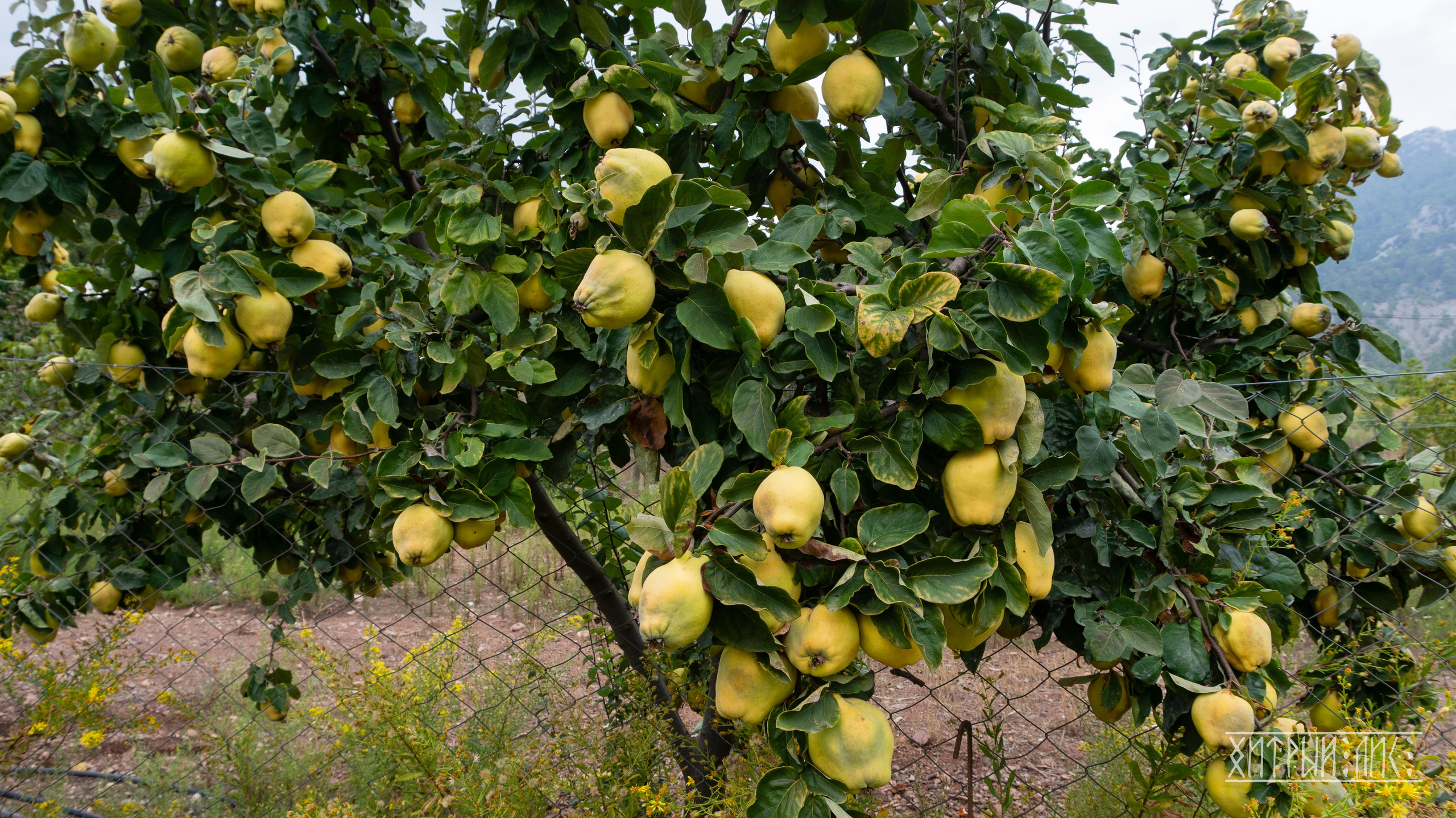 Турция. Ликийский путь. Фотограф-путешественник Самойлов Максим «Sly Fox»