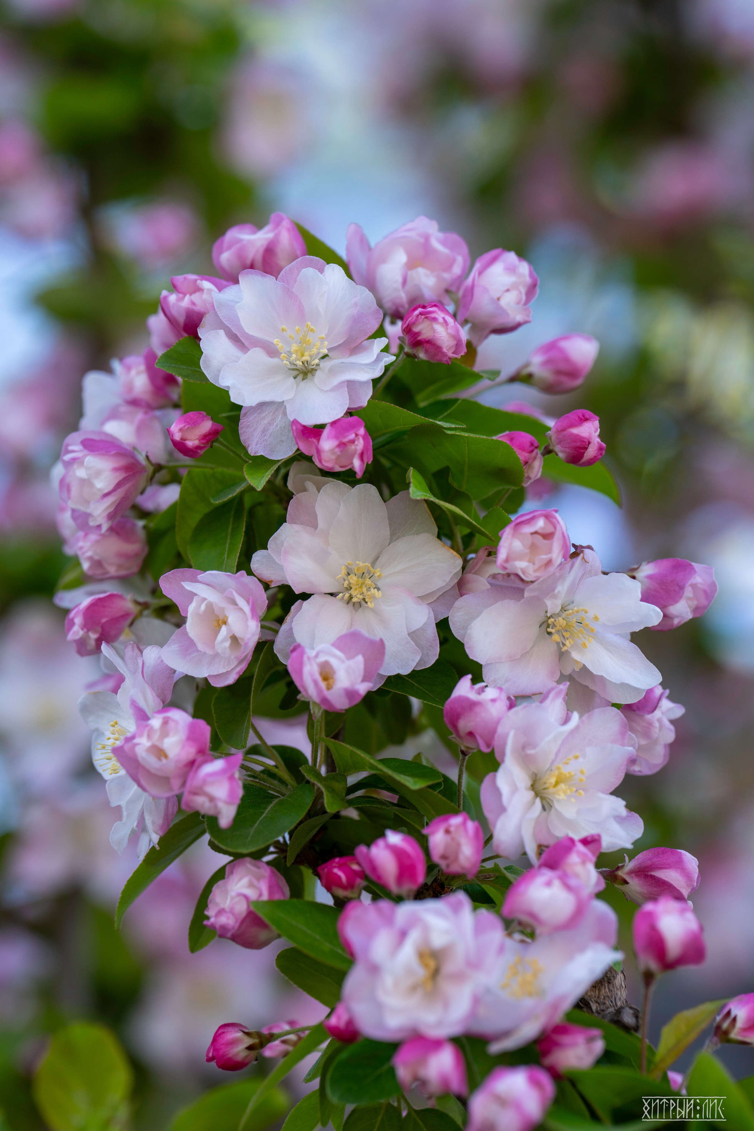 Пекин. Фотограф-путешественник Самойлов Максим «Sly Fox»