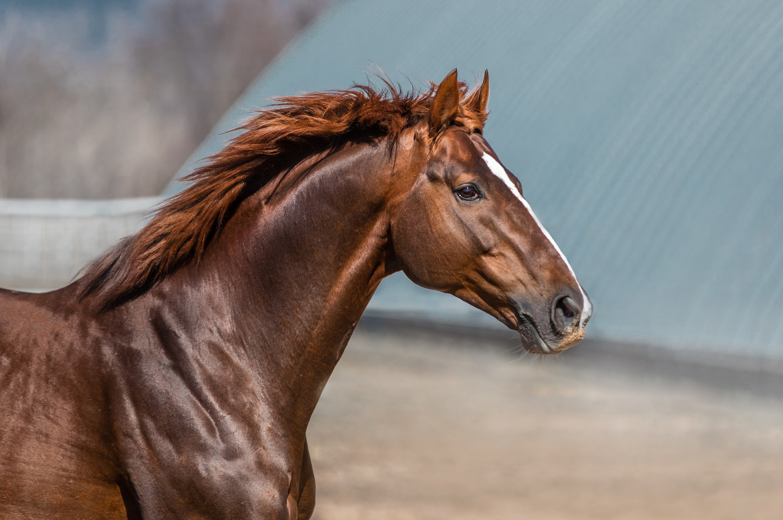 На природе. Фотограф-анималист Ксендзова Кристина