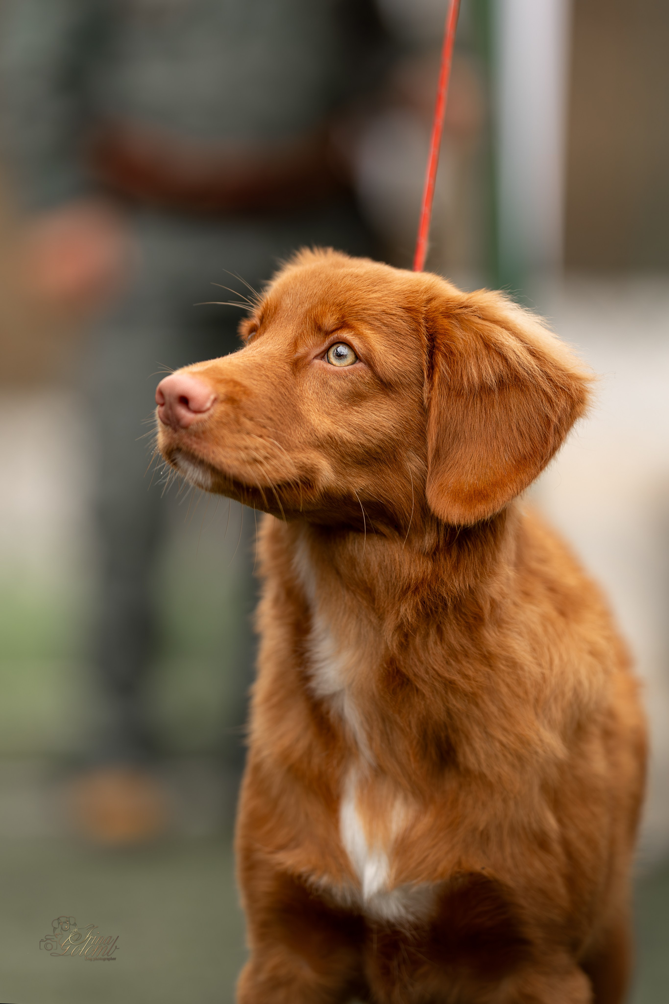 Выставка 17.12.23. Ирина Голомб|Фотограф-анималист в  Сочи и Калининграде