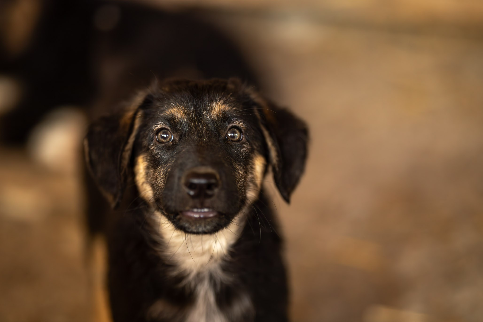 Приют Бим. Ирина Голомб|Фотограф-анималист в  Сочи и Калининграде
