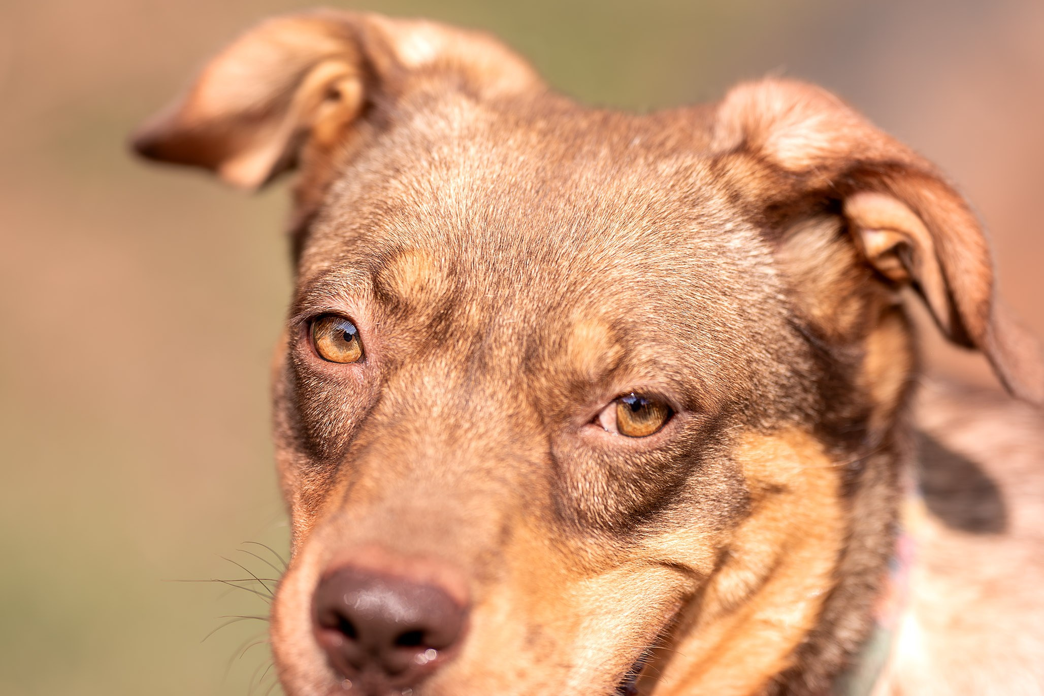 Приют Бим. Ирина Голомб|Фотограф-анималист в  Сочи и Калининграде