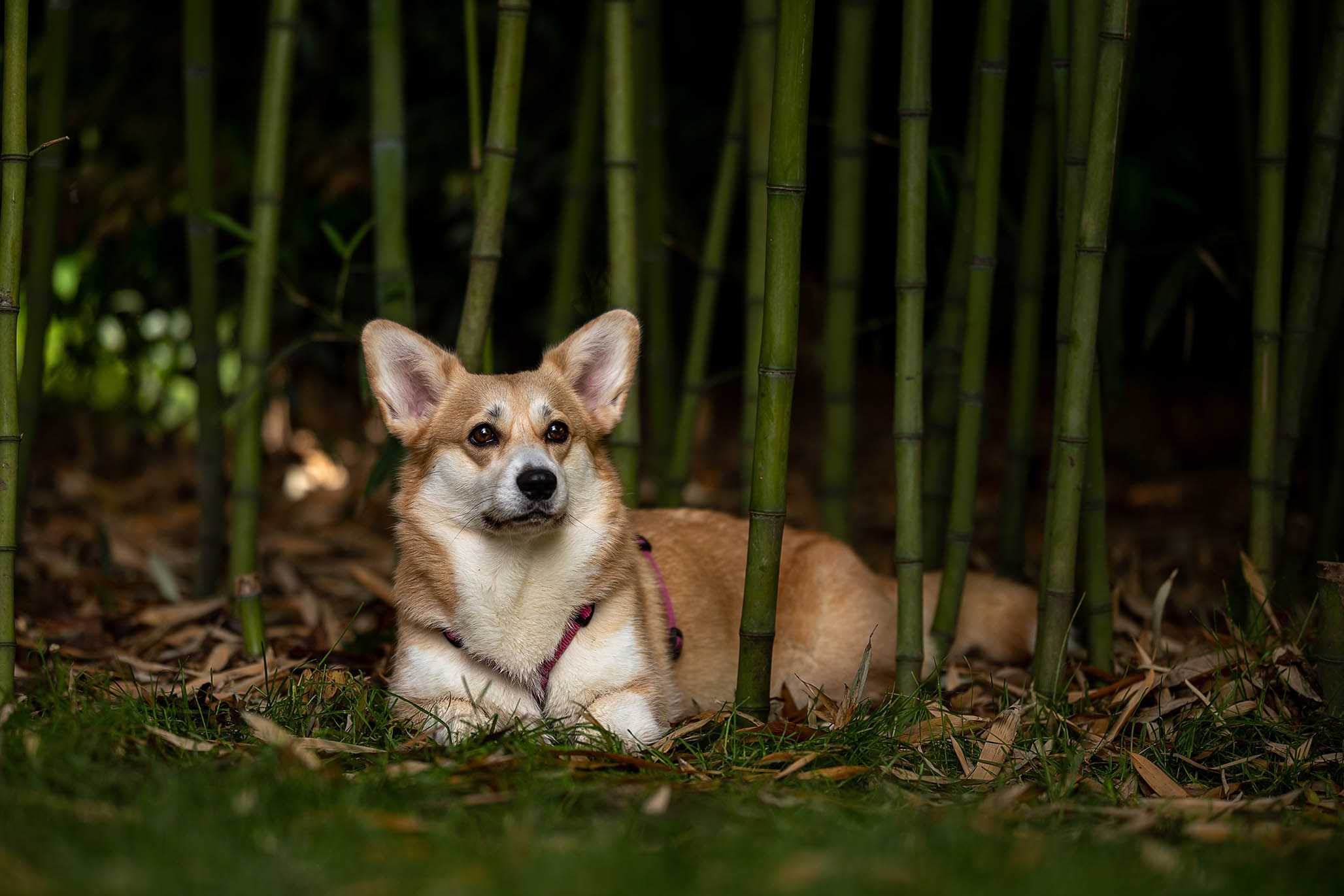 Лиса и Деви, корги. Ирина Голомб|Фотограф-анималист в  Сочи и Калининграде