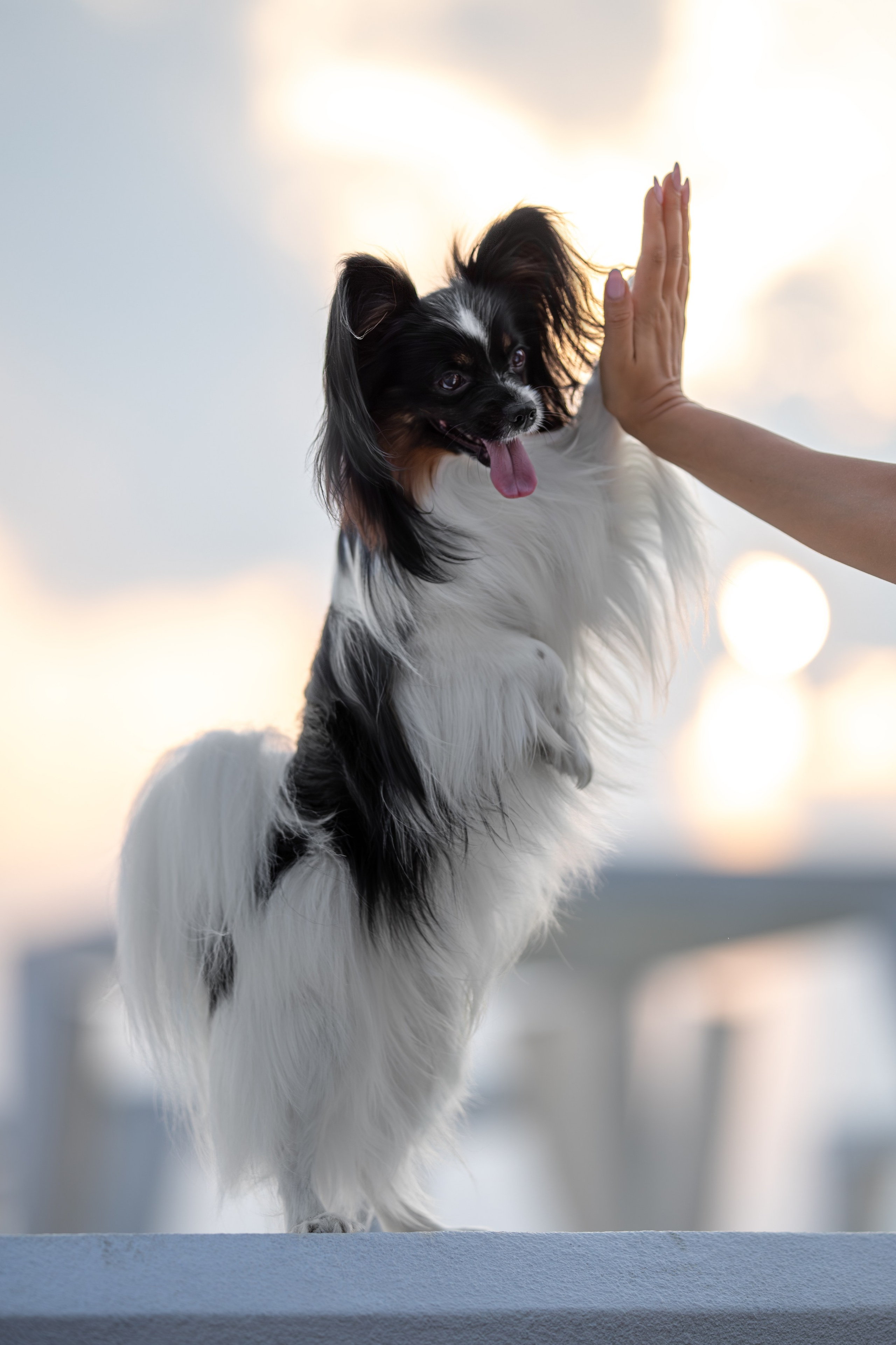 Бэйли, Папийон. Ирина Голомб|Фотограф-анималист в  Сочи и Калининграде