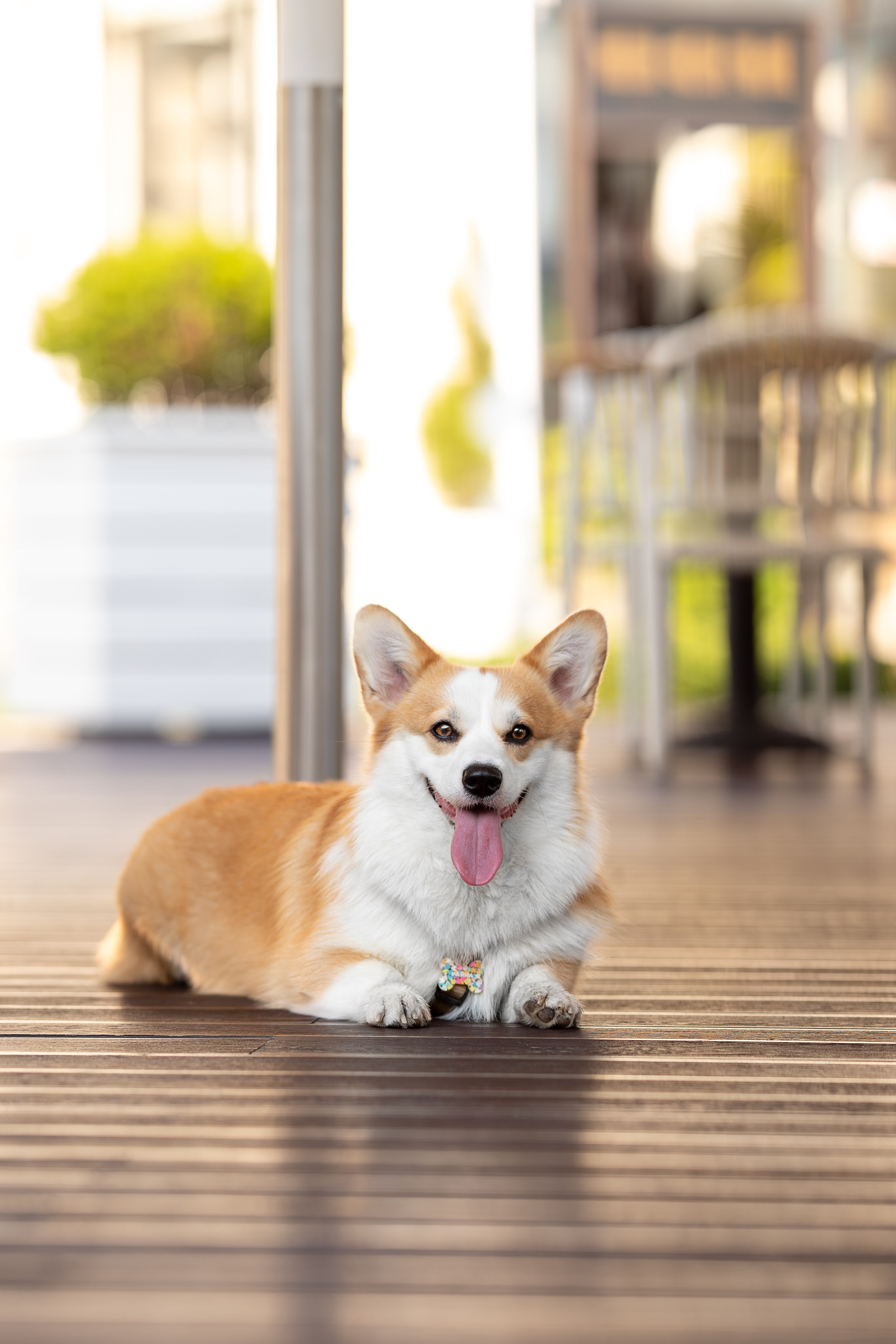 Райна, Корги. Ирина Голомб|Фотограф-анималист в  Сочи и Калининграде