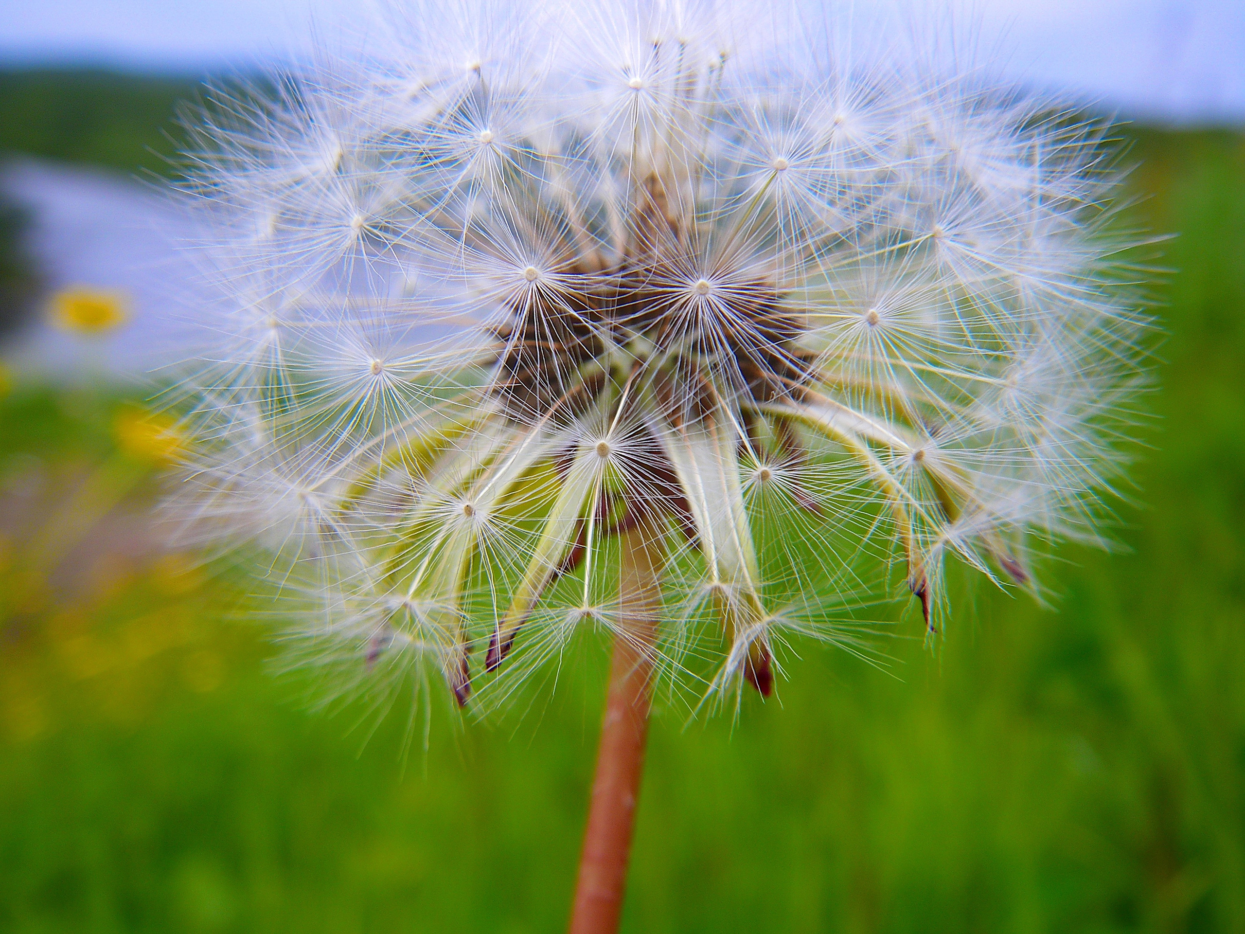 Мир растений. Пейзажи Крайнего Севера. Баренцево море, Рыбачий, Средний, Немецкий