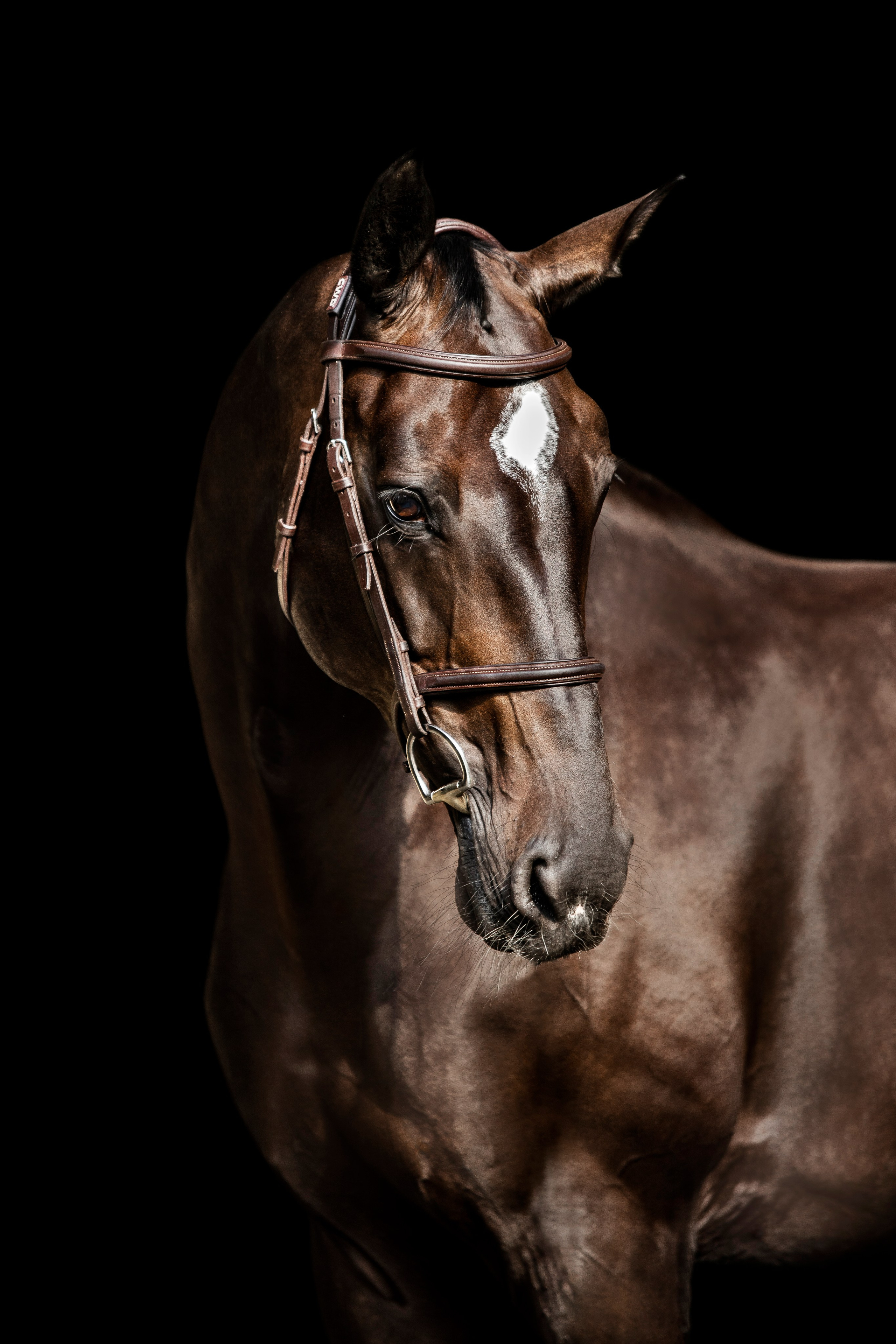 Конные портреты. Veronika Makeeva horse photo