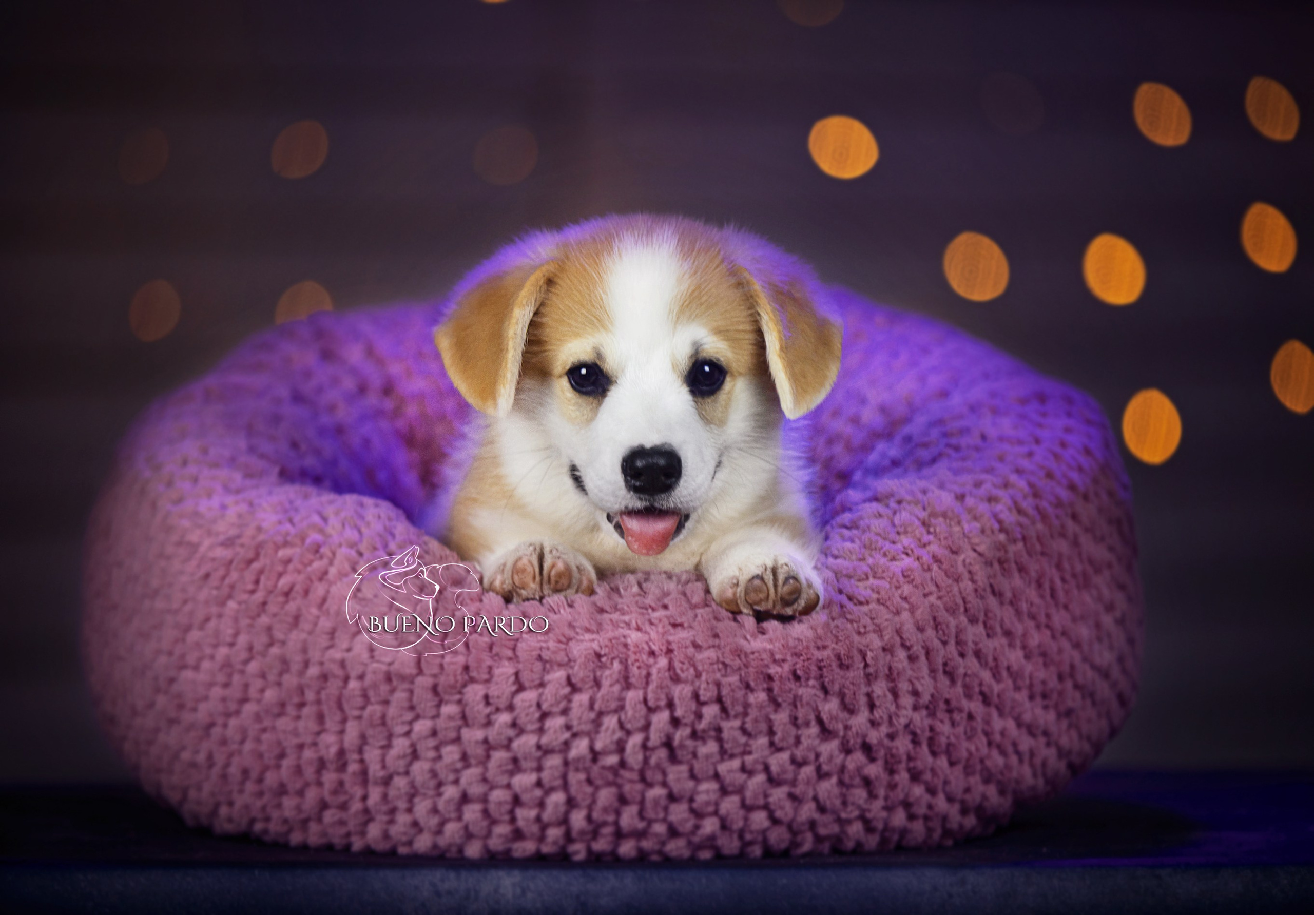 Щенки вельш корги пемброк из питомника. Питомник собак Акита, Хаски, Корги