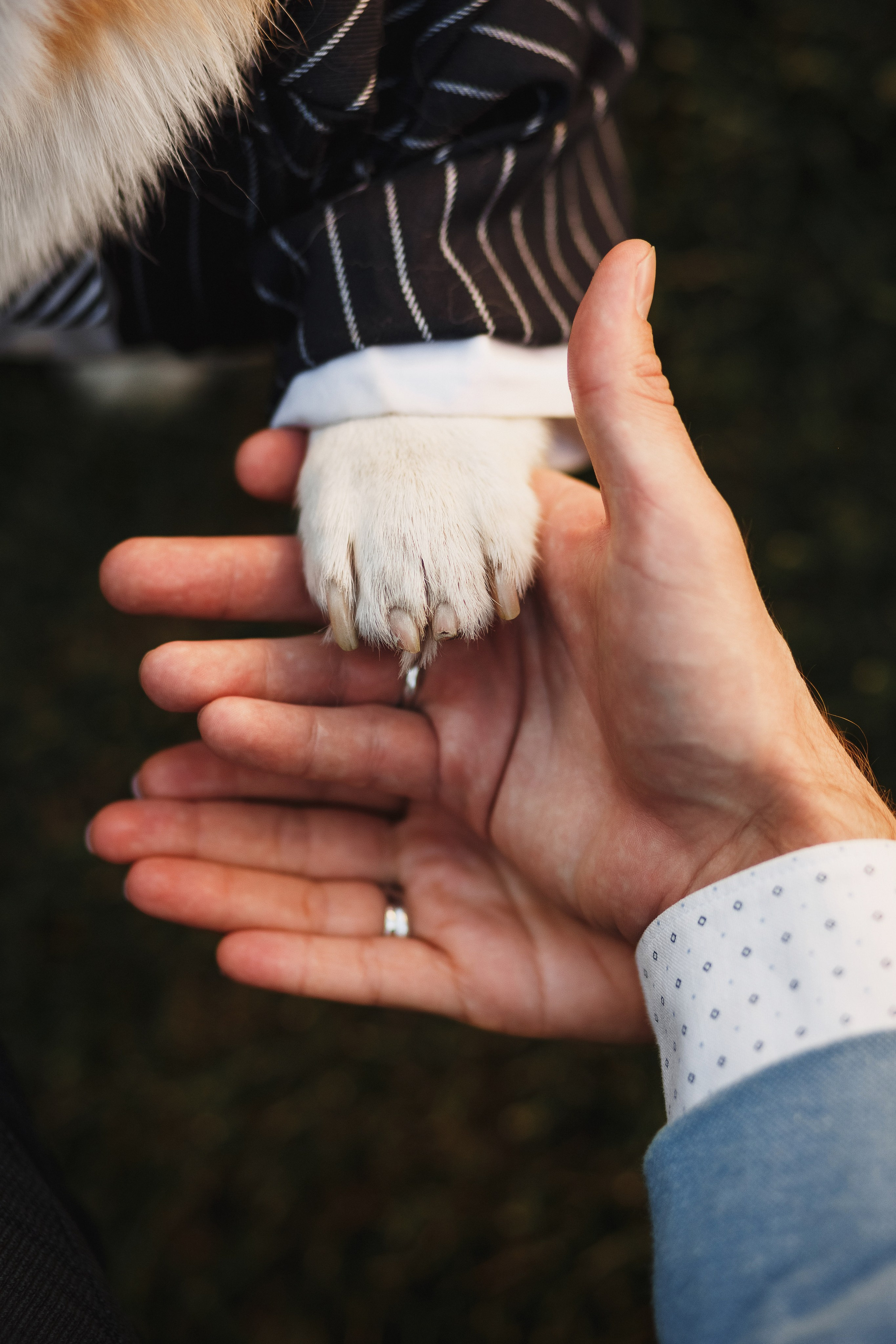 Фотосессия в Таганроге: Денис и Маша с их очаровательной собакой. Свадебный и семейный фотограф в Таганроге Бакарюк Антон
