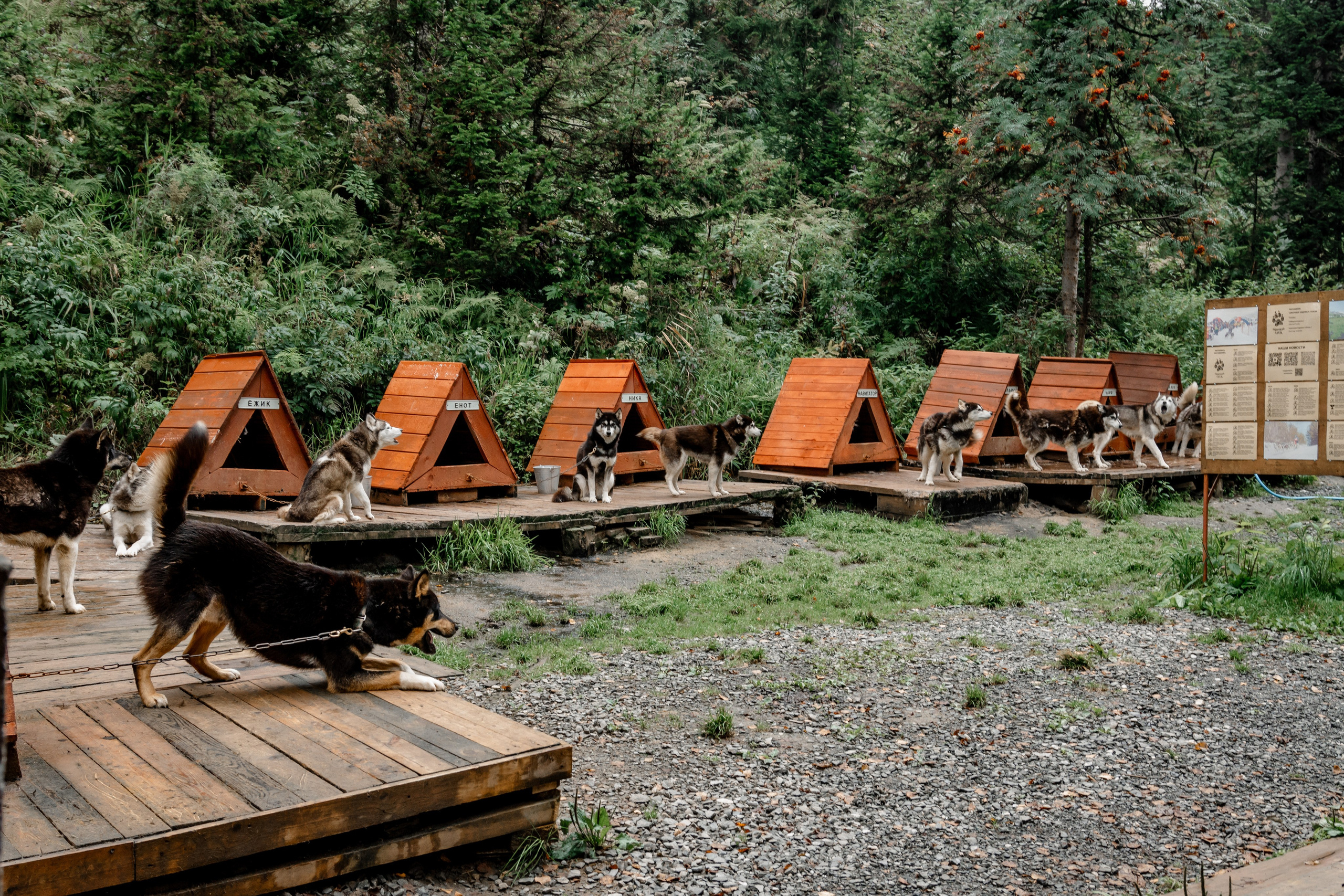 Дог-треккинг