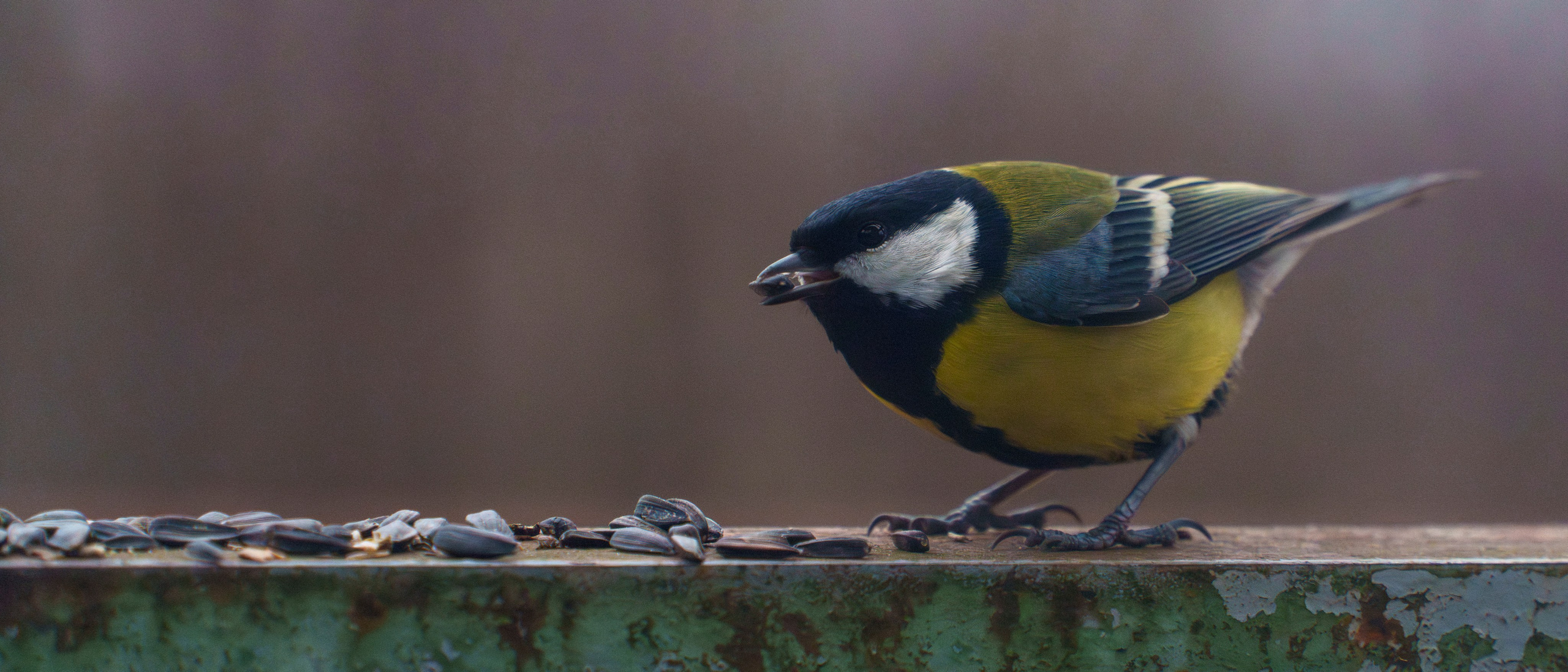 Animals — Животные