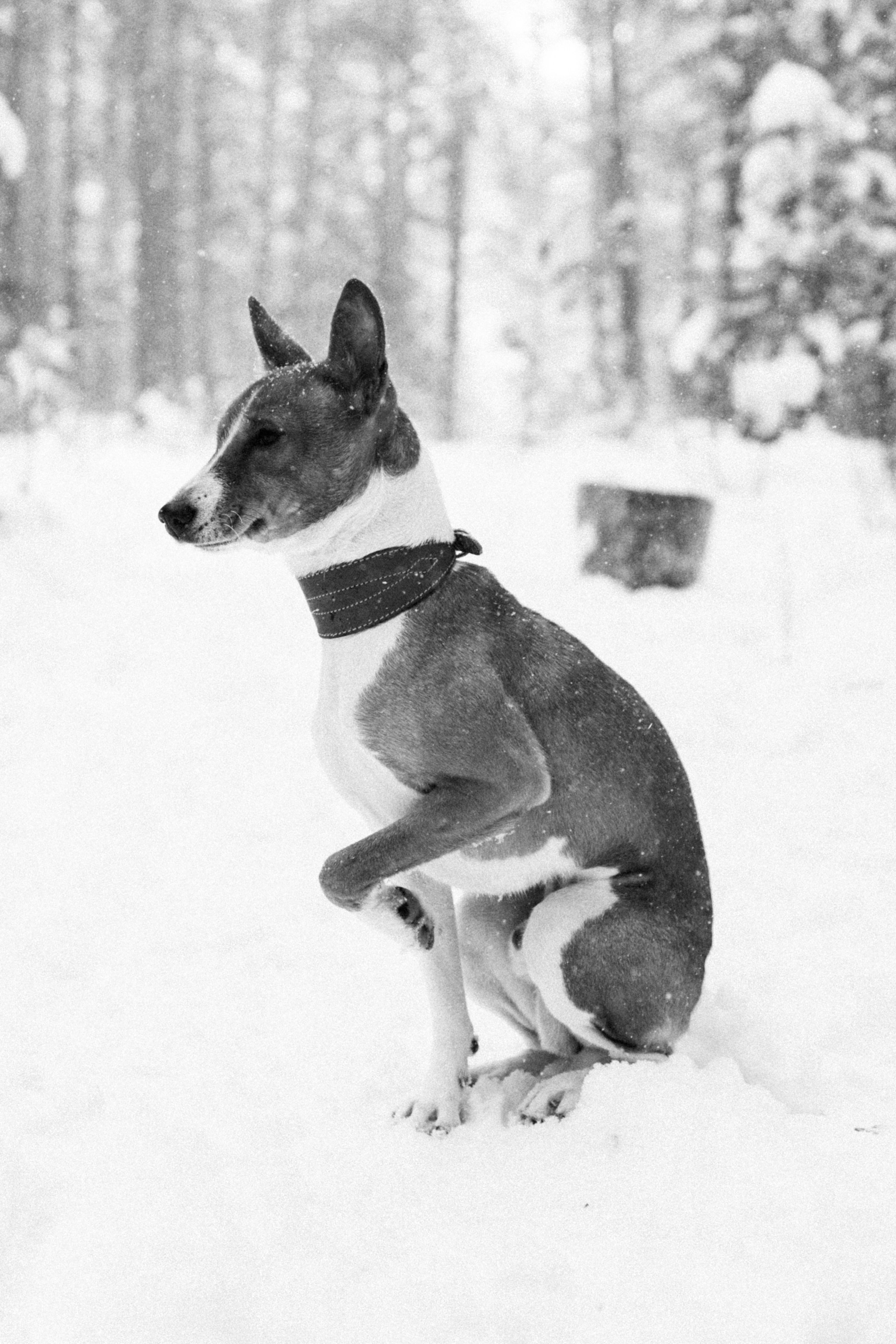 Семья Куркиных | 2026