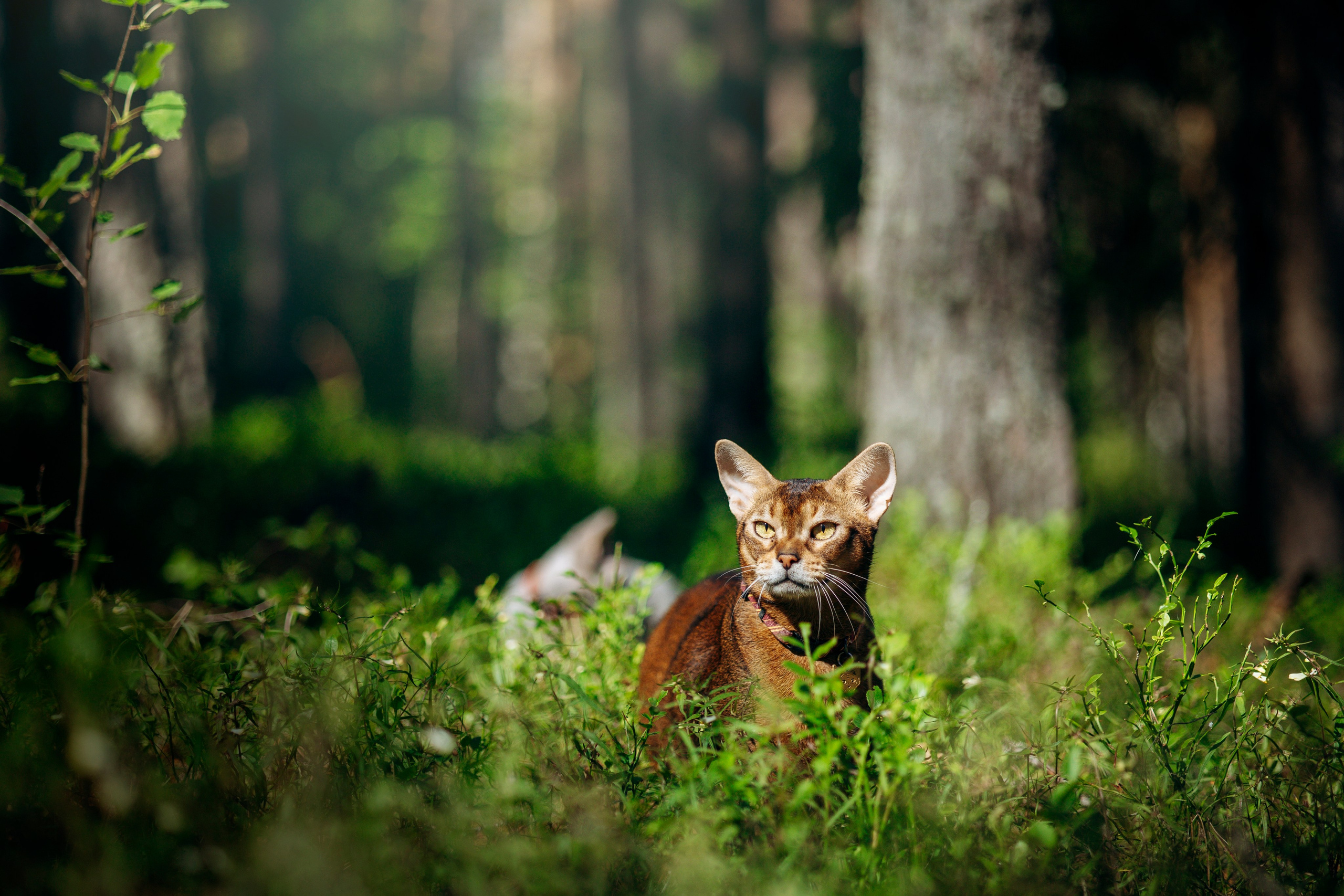 Котофеи и их семья. Фотограф — Анималист | Санкт-Петербург