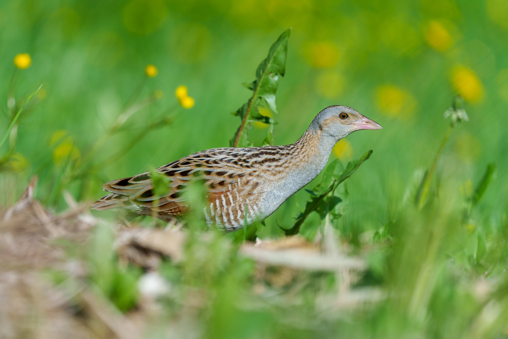 Удивительные мир птиц. Вокруг нас столько прекрасного — присмотритесь!. Ваш личный фотограф Марина Волкова