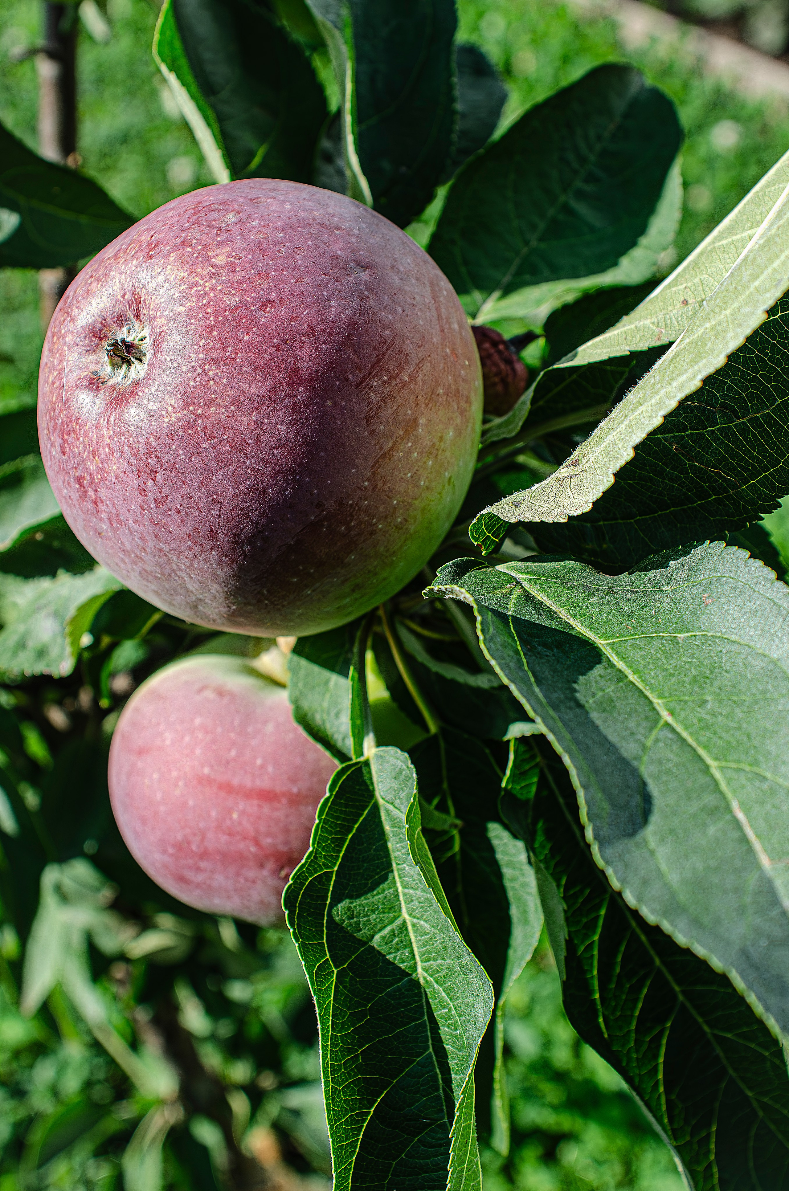 Дары Природы. Sreda fotoArt