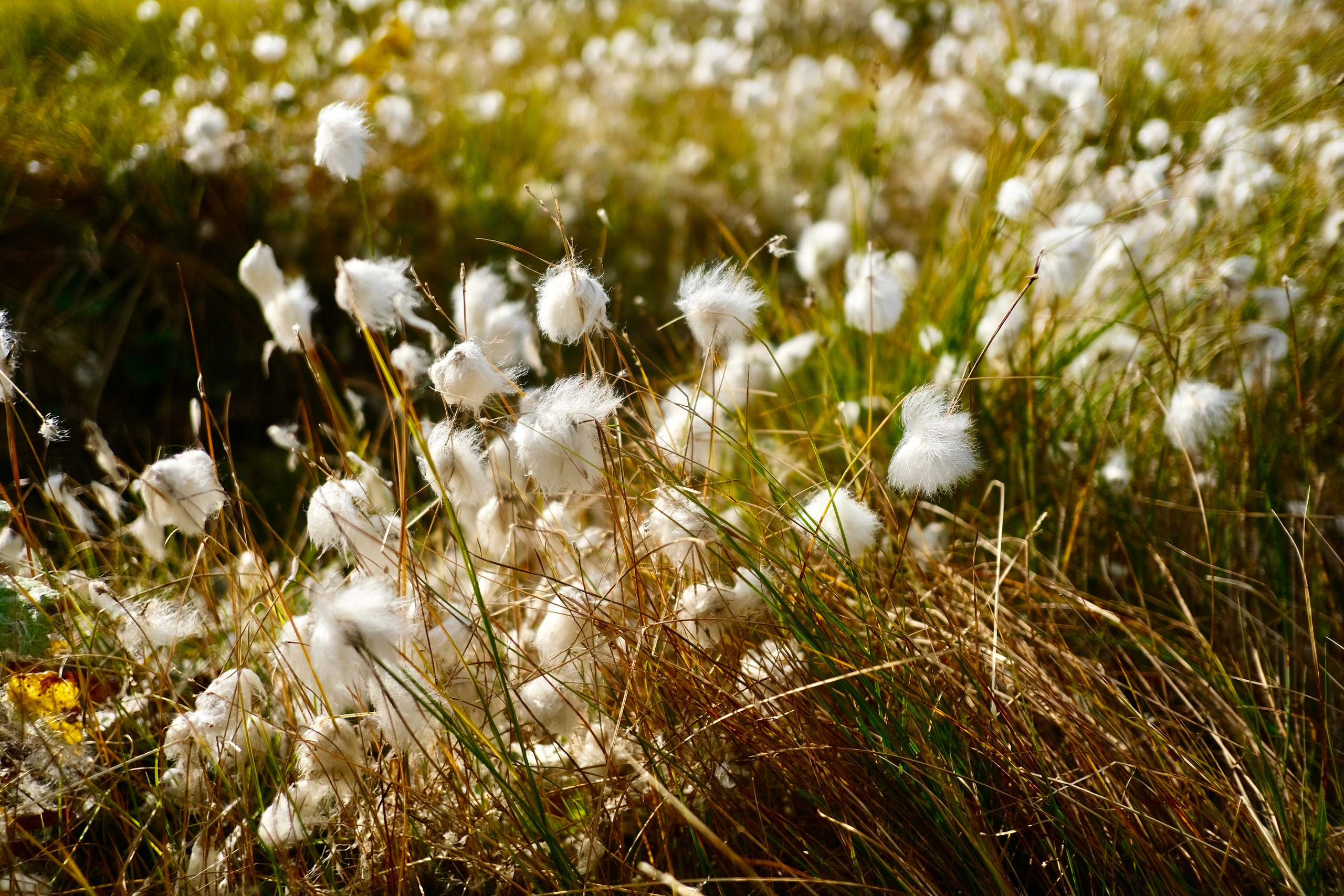 Мурманская область. Фотограф Евгений Андреев