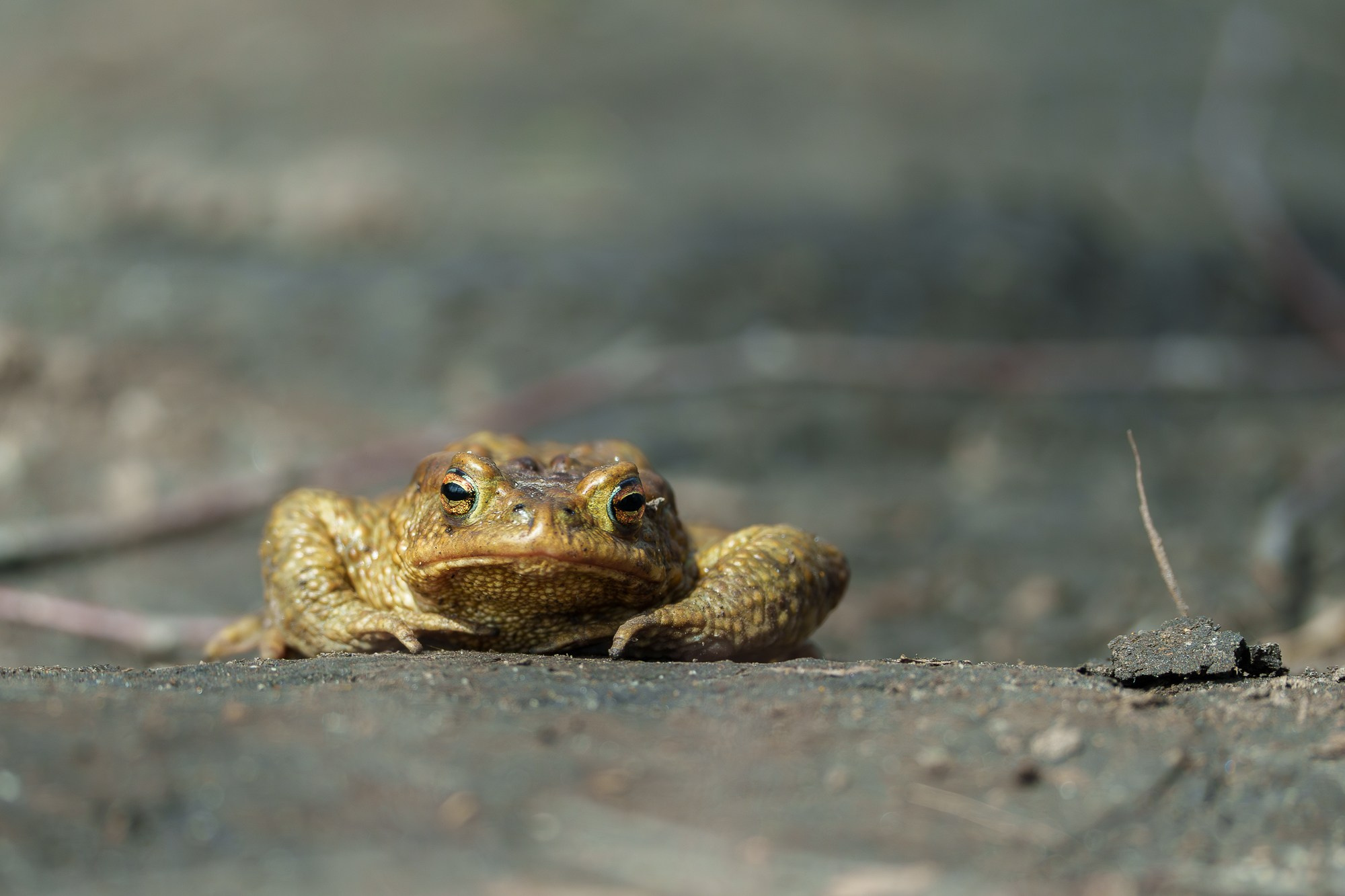 Животные. Ваш личный фотограф Марина Волкова