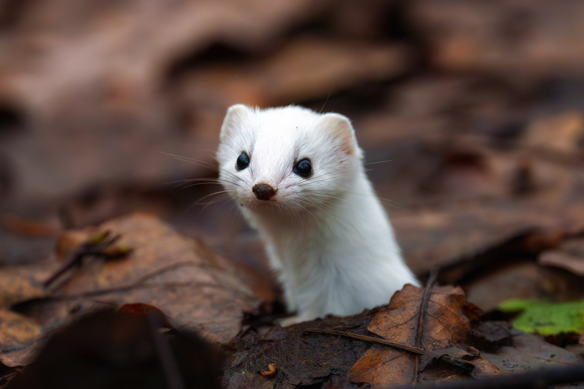 Животные. Ваш личный фотограф Марина Волкова