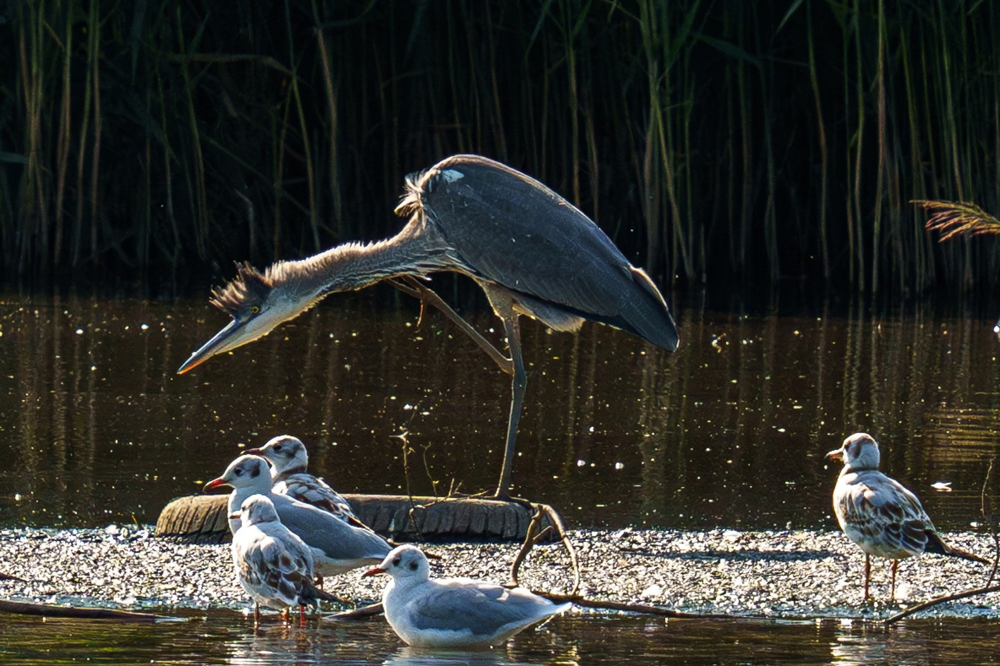 Удивительные мир птиц. Вокруг нас столько прекрасного — присмотритесь!. Ваш личный фотограф Марина Волкова
