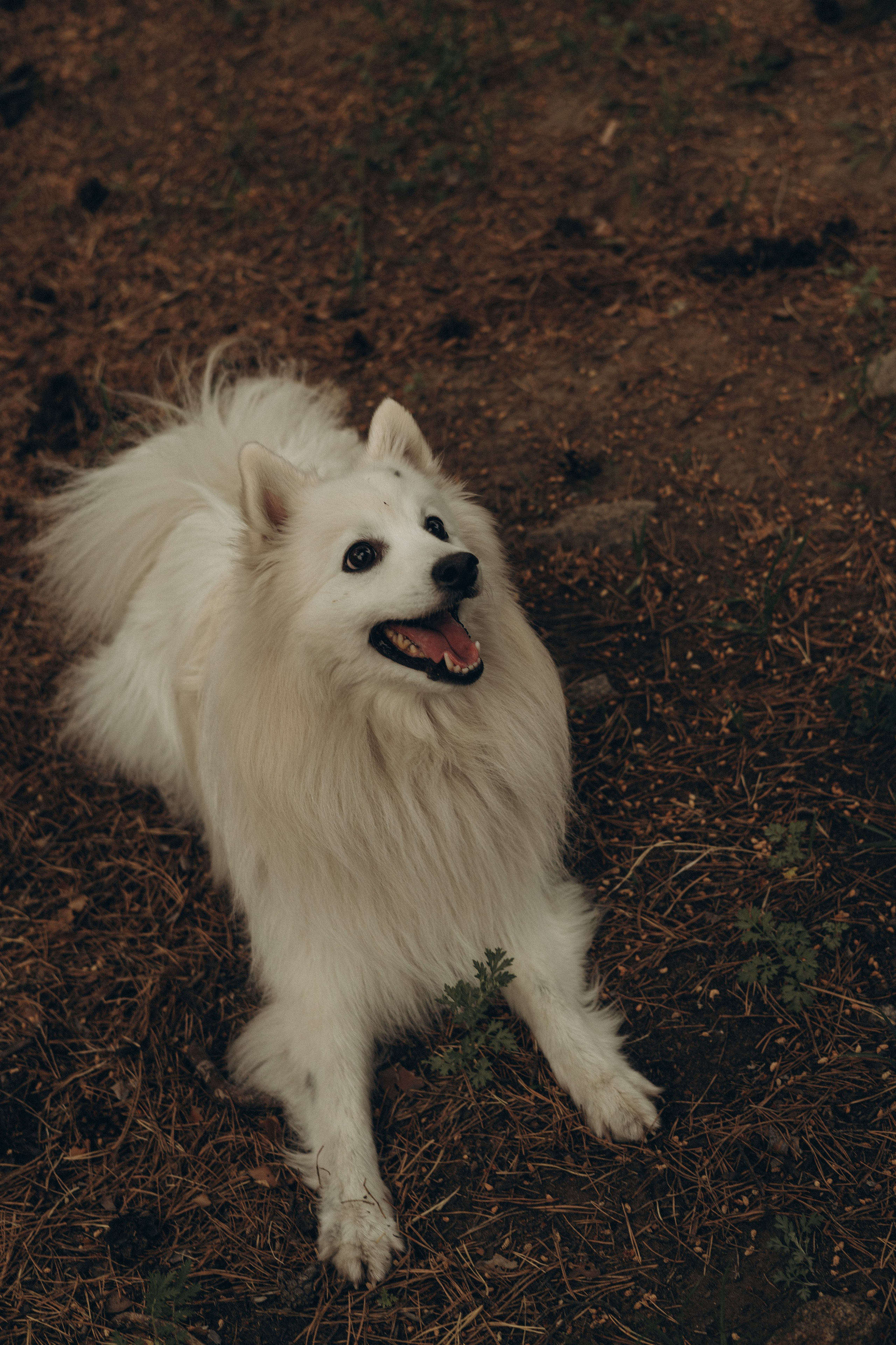 Лесная прогулка. Семейный и свадебный фотограф в Чите Мария Авдеева