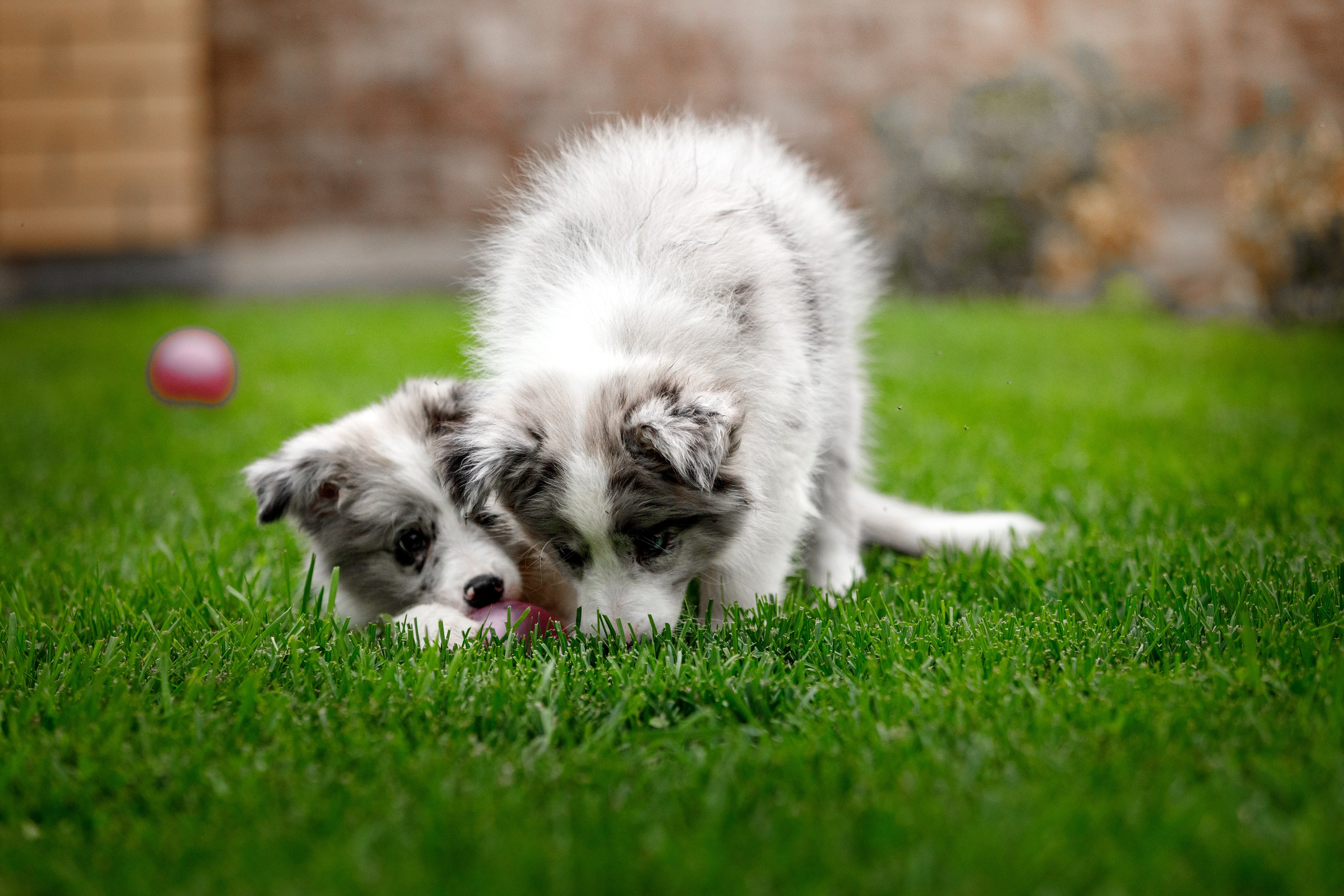 Болтовня в саду. О нас