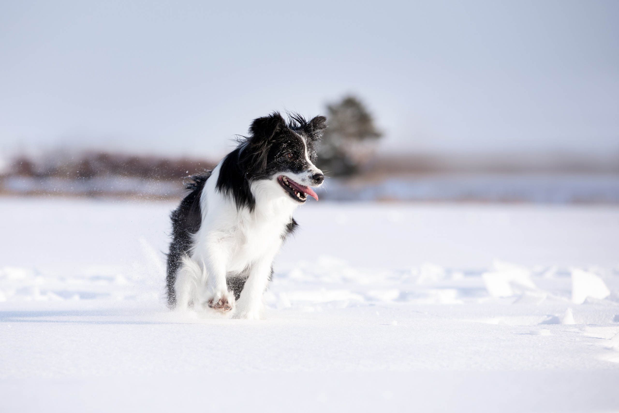 Мороз и солнце. О нас