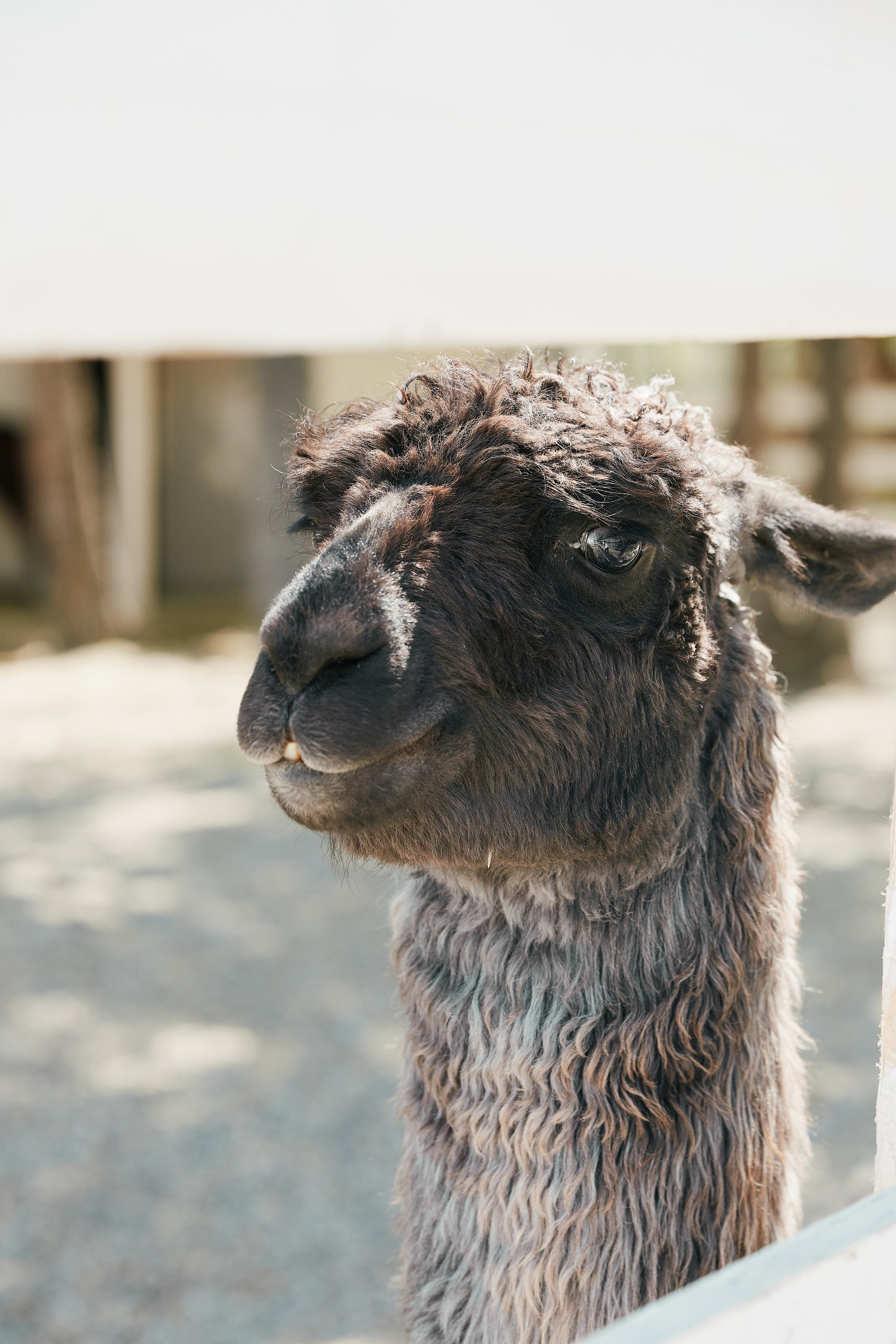 PRIVATE Weekend на Ферме Альпак 19.04. Свадебный репортажный фотограф краснодар максим дремов дрёмов фотосессия студия цена