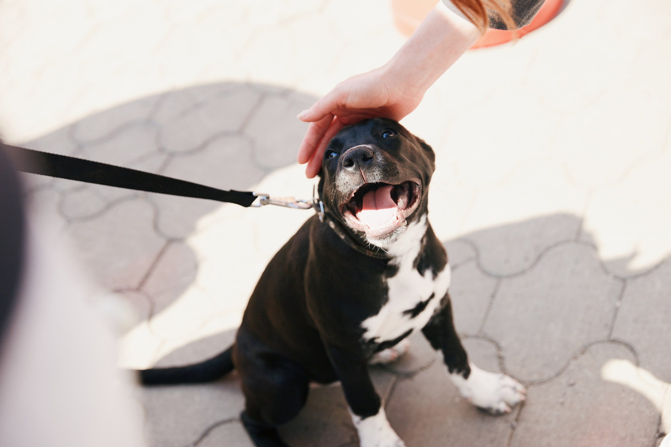 Альфа День в ТК Центр Города 14.05. Свадебный репортажный фотограф краснодар максим дремов дрёмов фотосессия студия цена