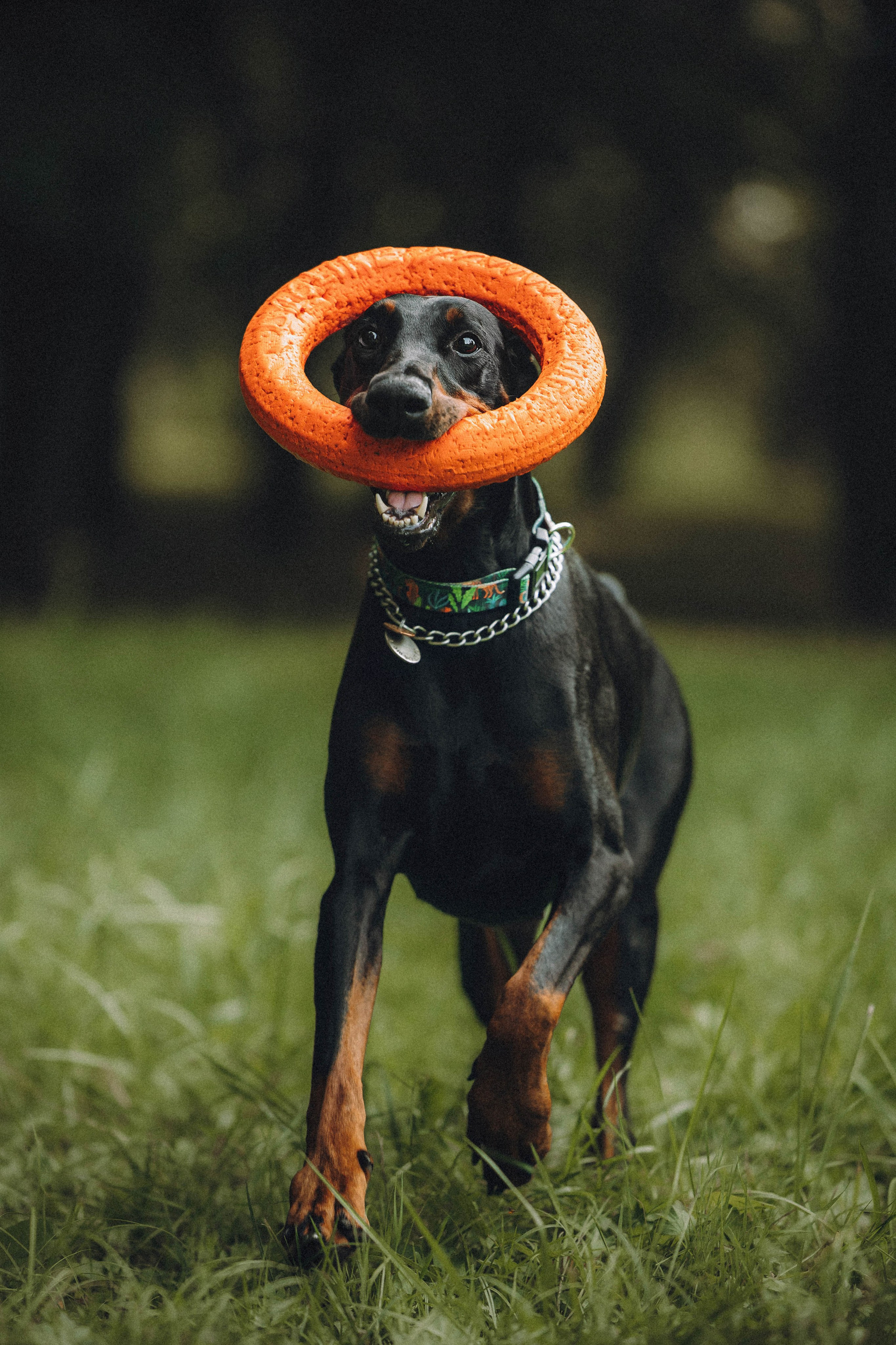 Паша и Хайди