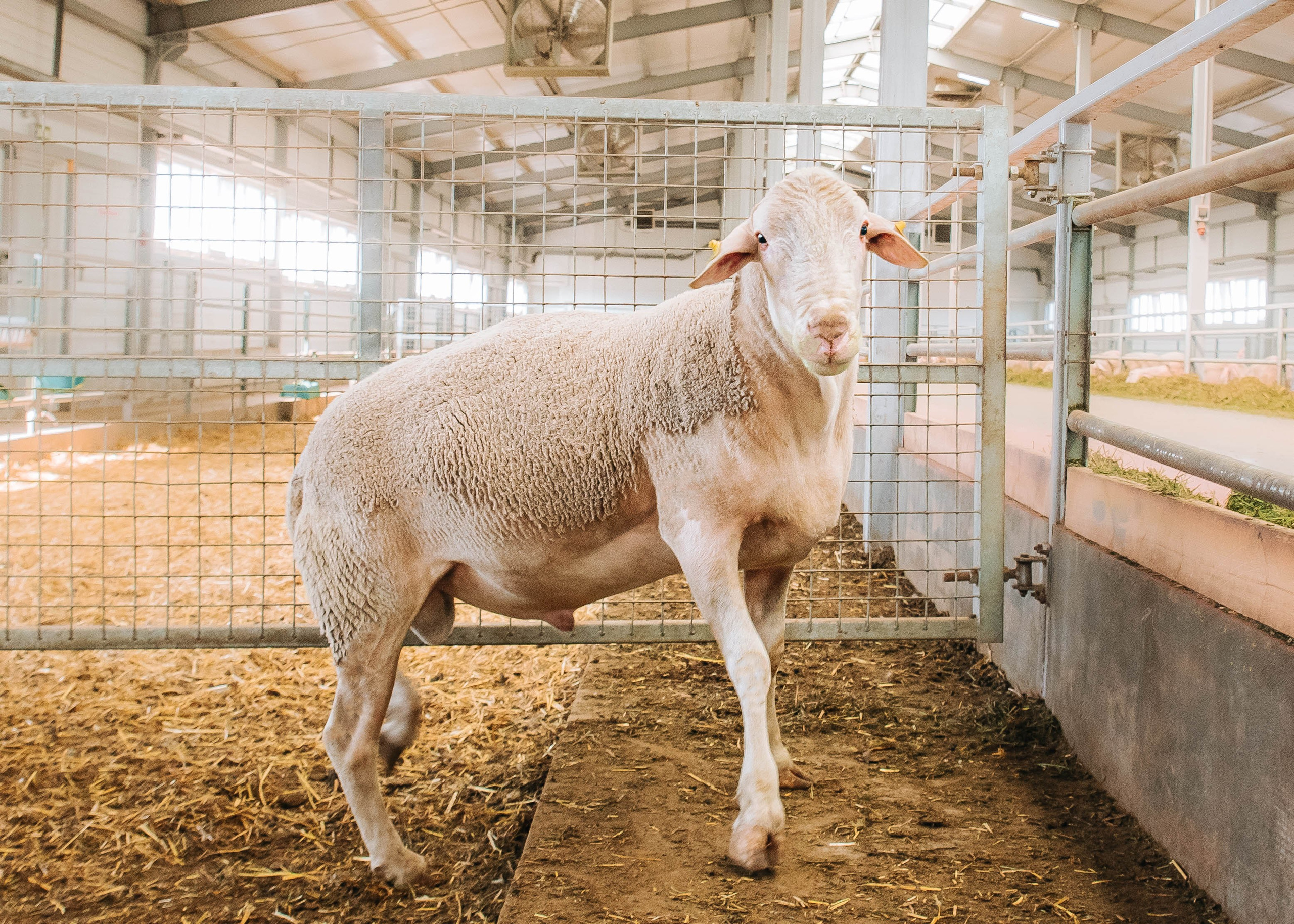 Овечья Ферма. Агрокурьер Красный Яр. Главная
