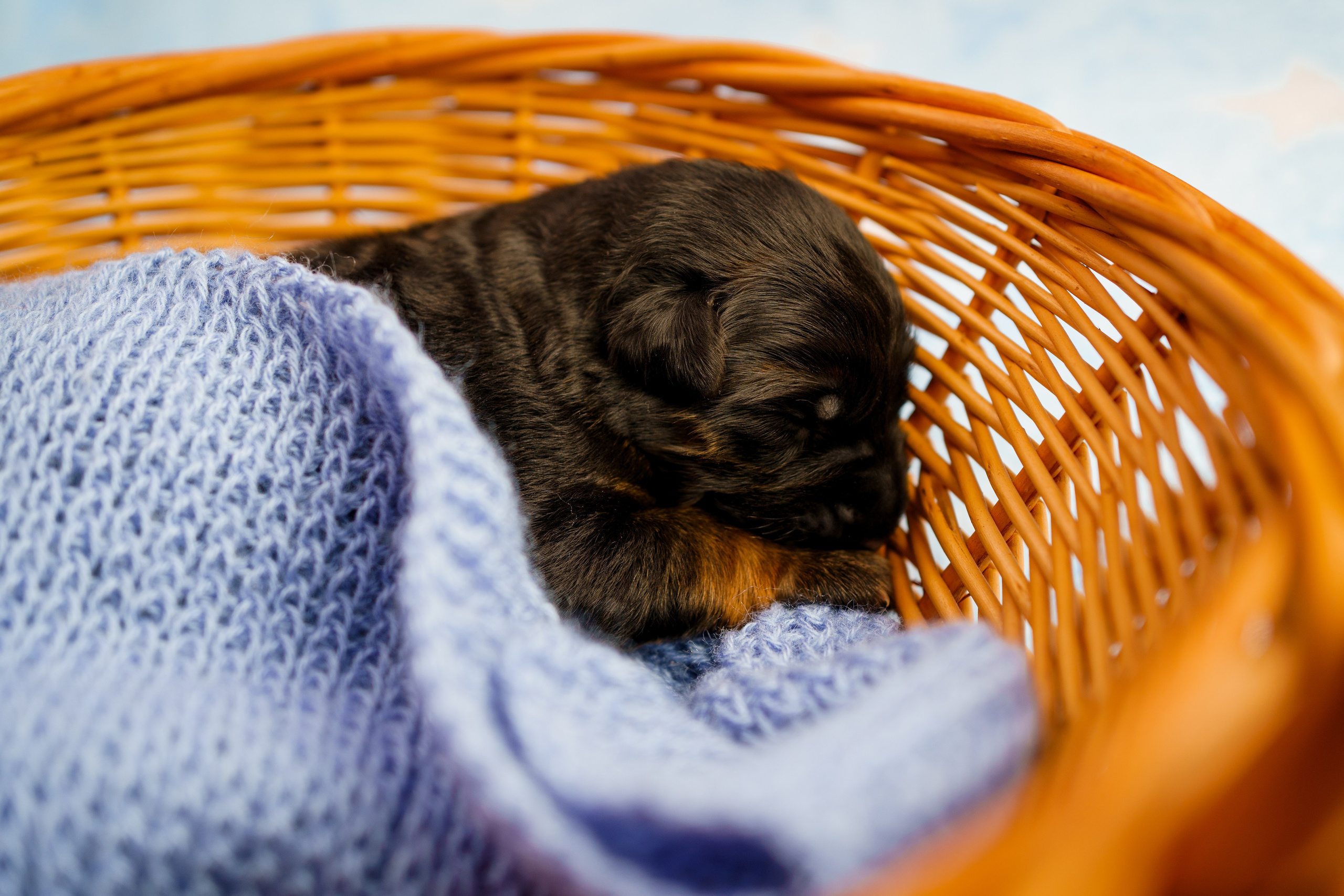 Новорожденные немецкие овчарки. Фотограф-анималист Анастасия Большакова