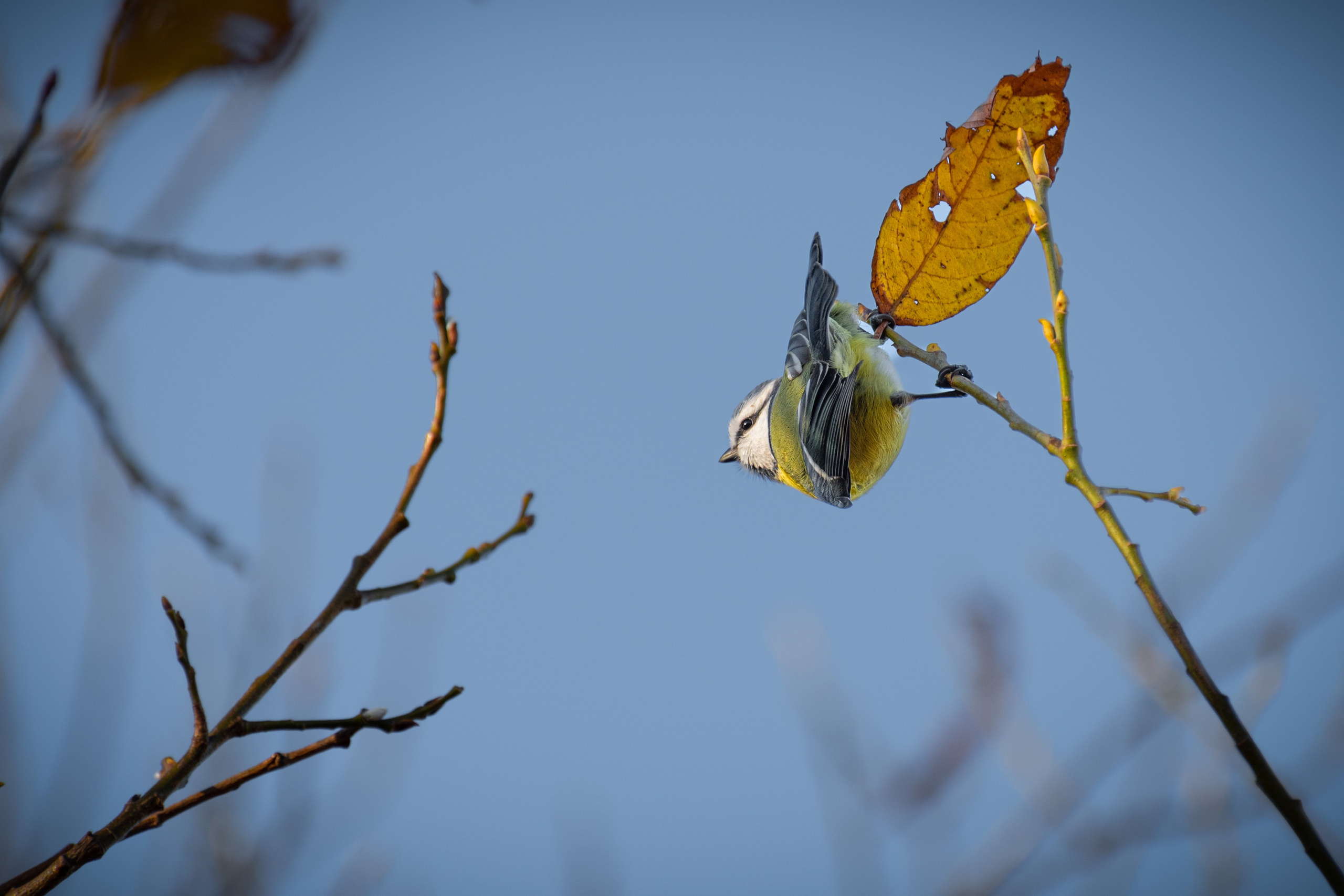20211031 Крылатское. Дмитрий Ремизов. Фотография, как хобби