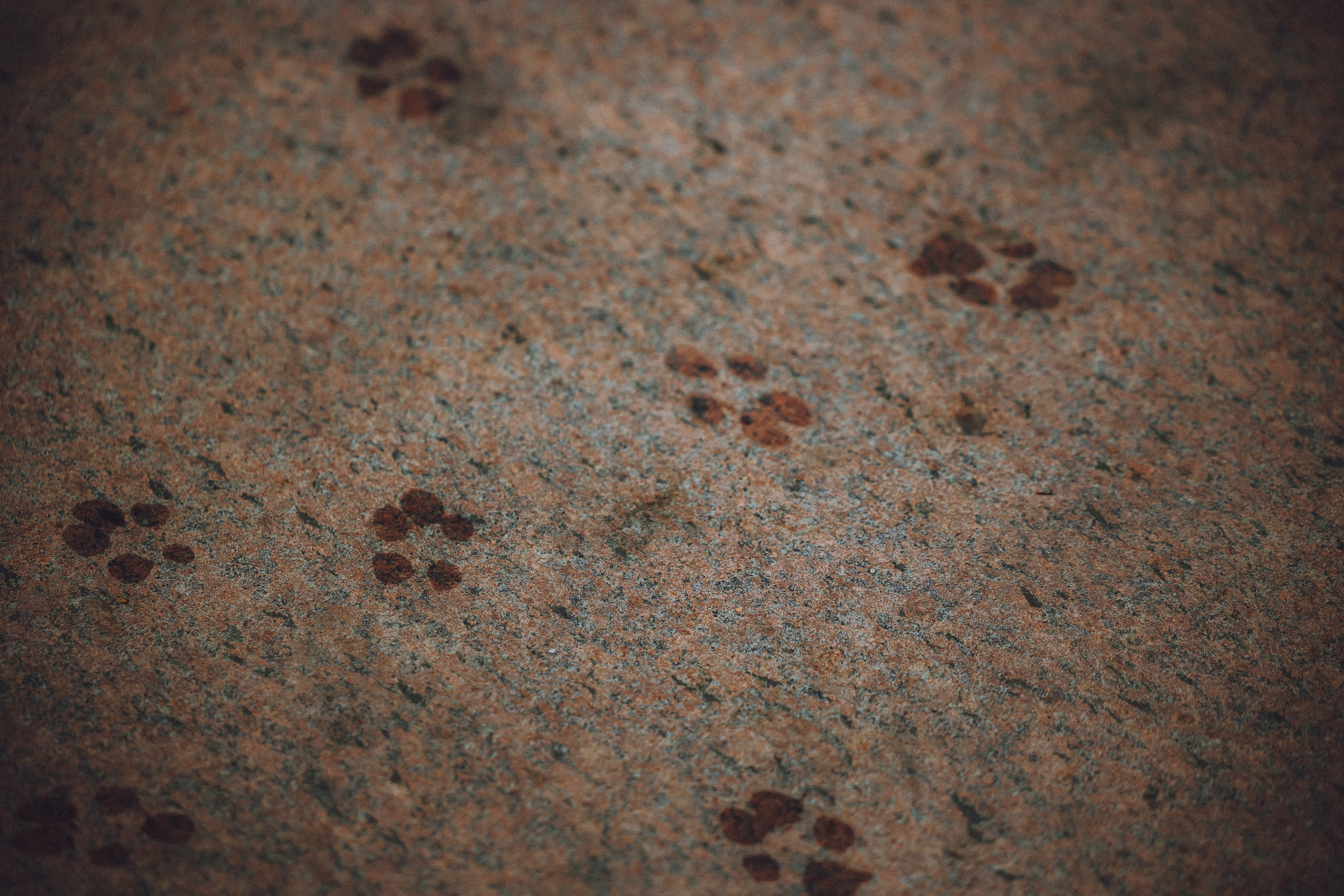 Ирина, Илья и Рик