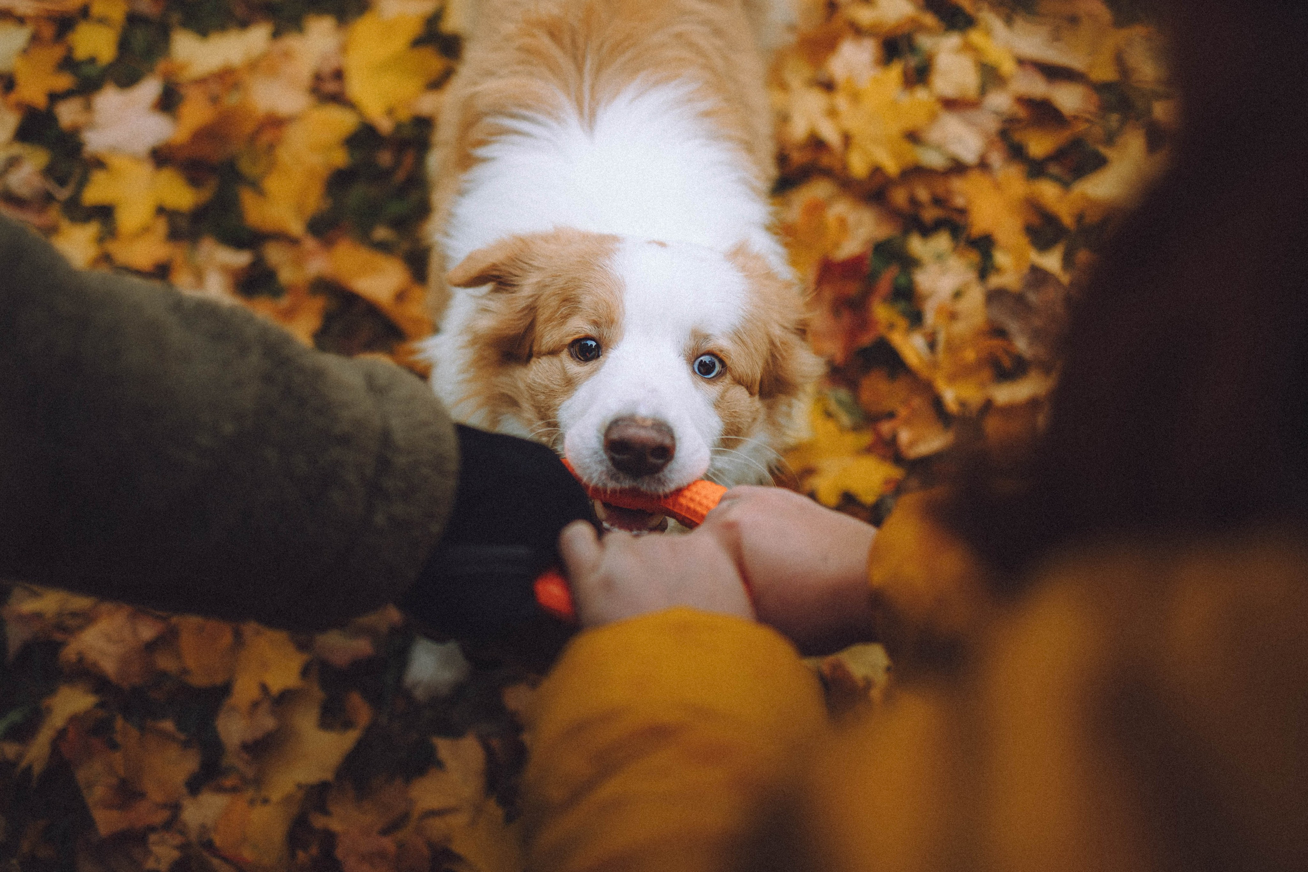 Алина, Витя и Асти