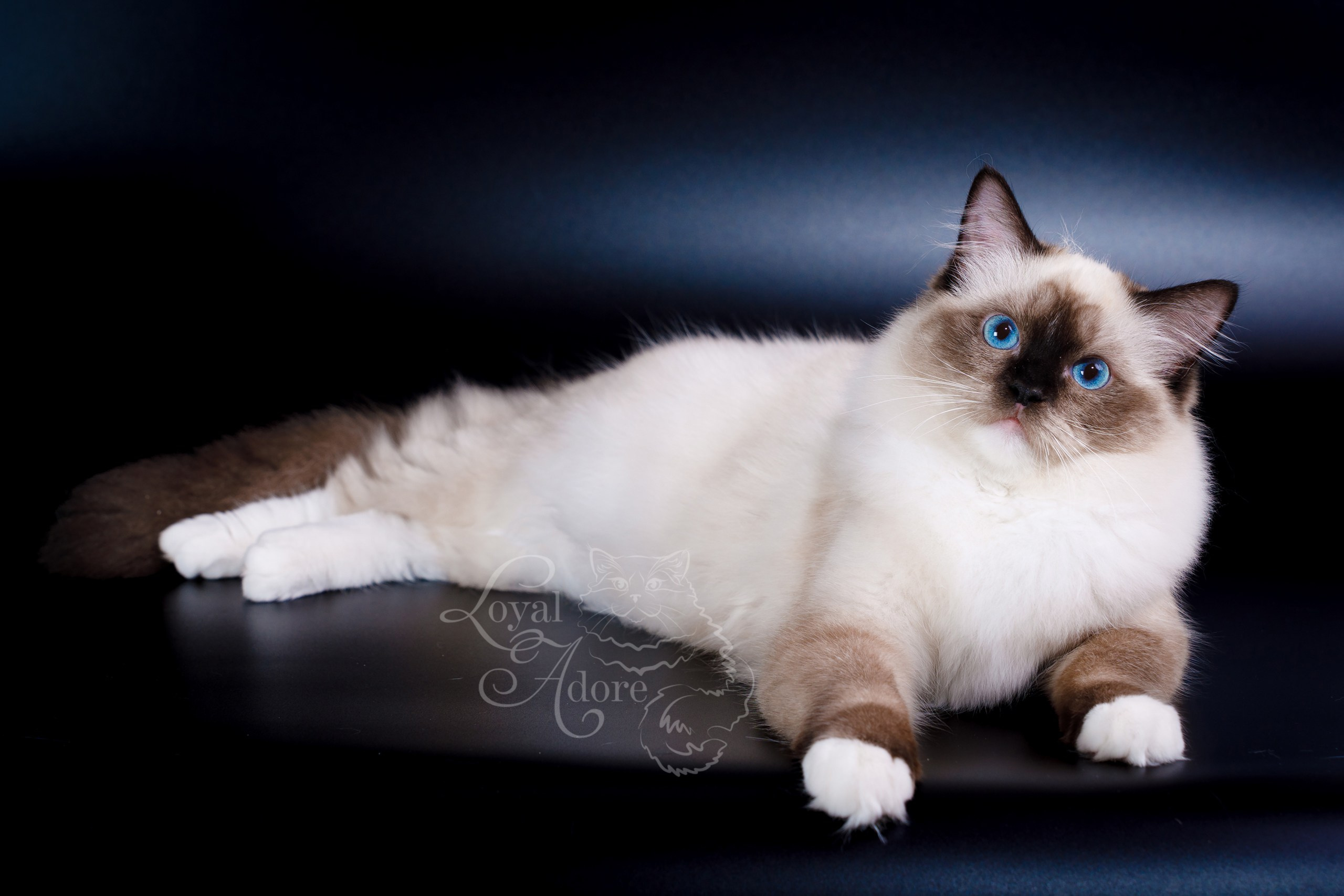 Кошки производители Loyal Adore. Питомник рэгдолл Loyal Adore