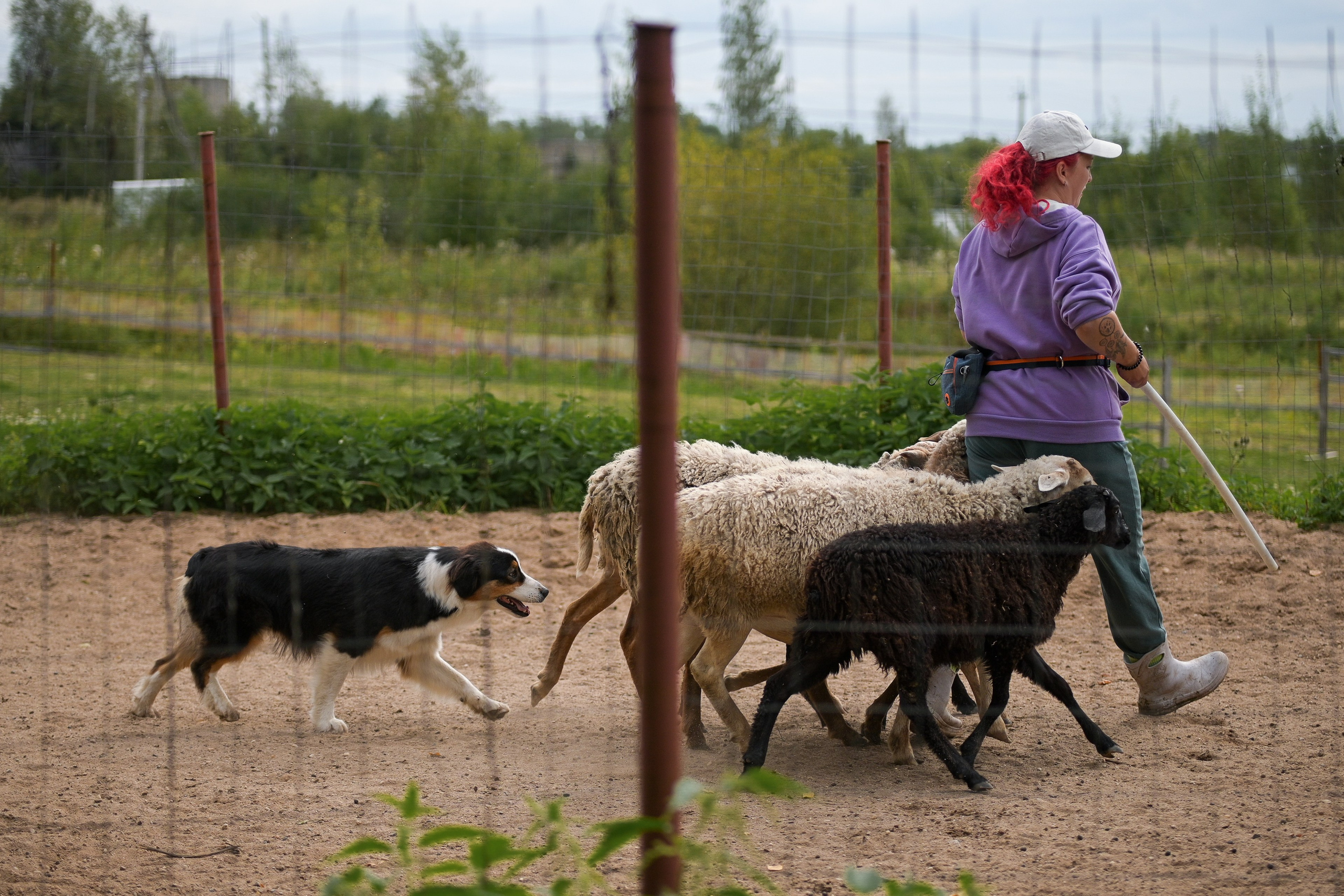 Пастьба собак. Творческий фотограф Вологда