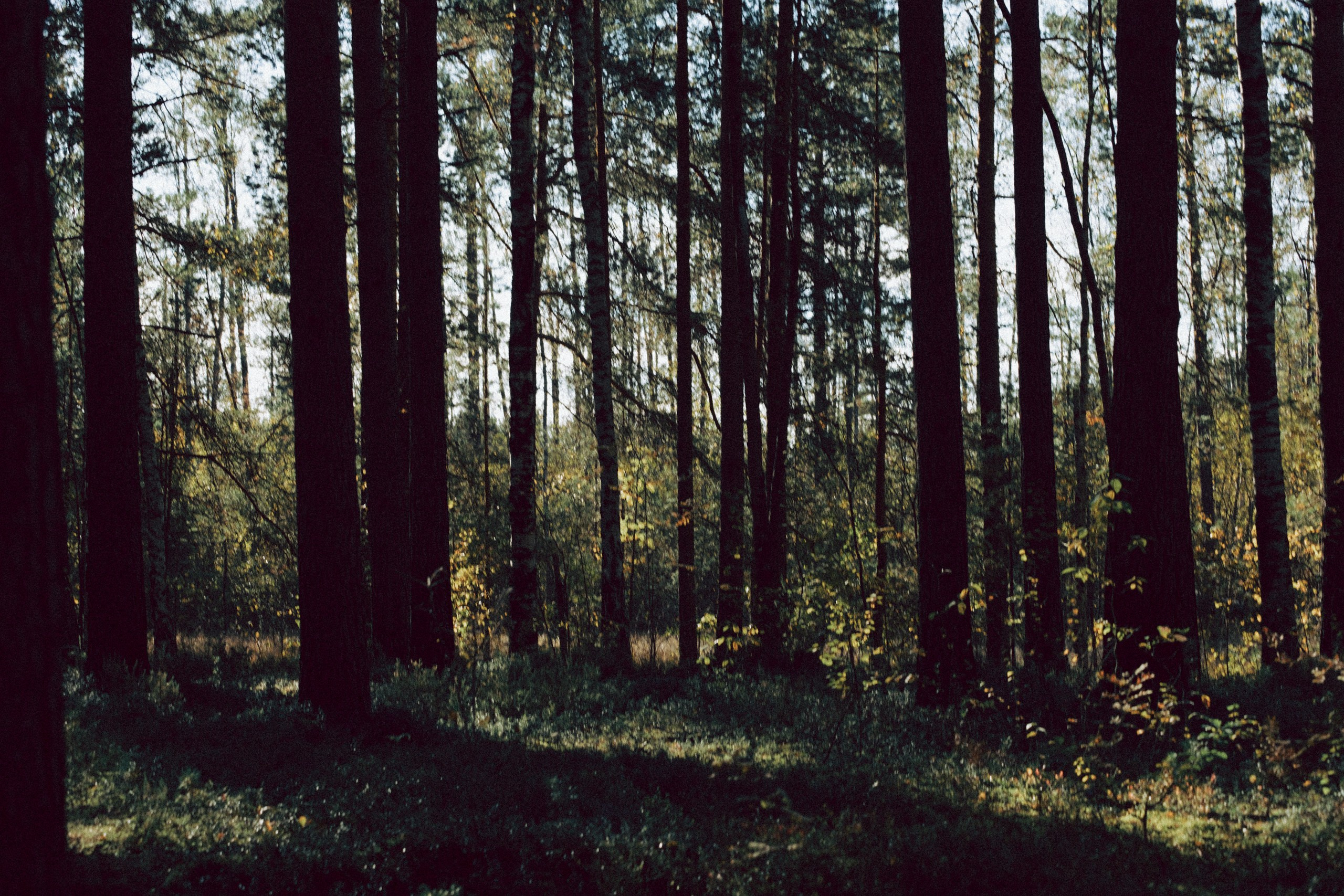 Осеняя прогулка. Профессиональный фотограф, Санкт-Петербург — Виктория Богомолова