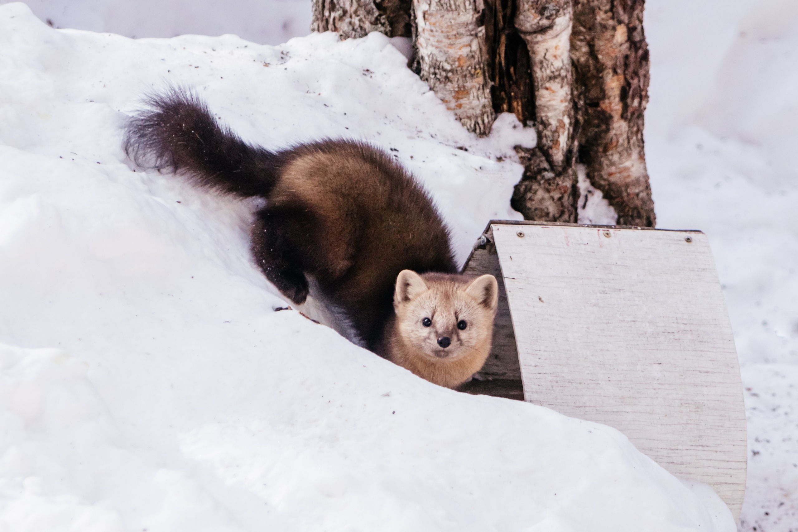 Соболь. Фотограф в Красноярске Оксана Корчагина