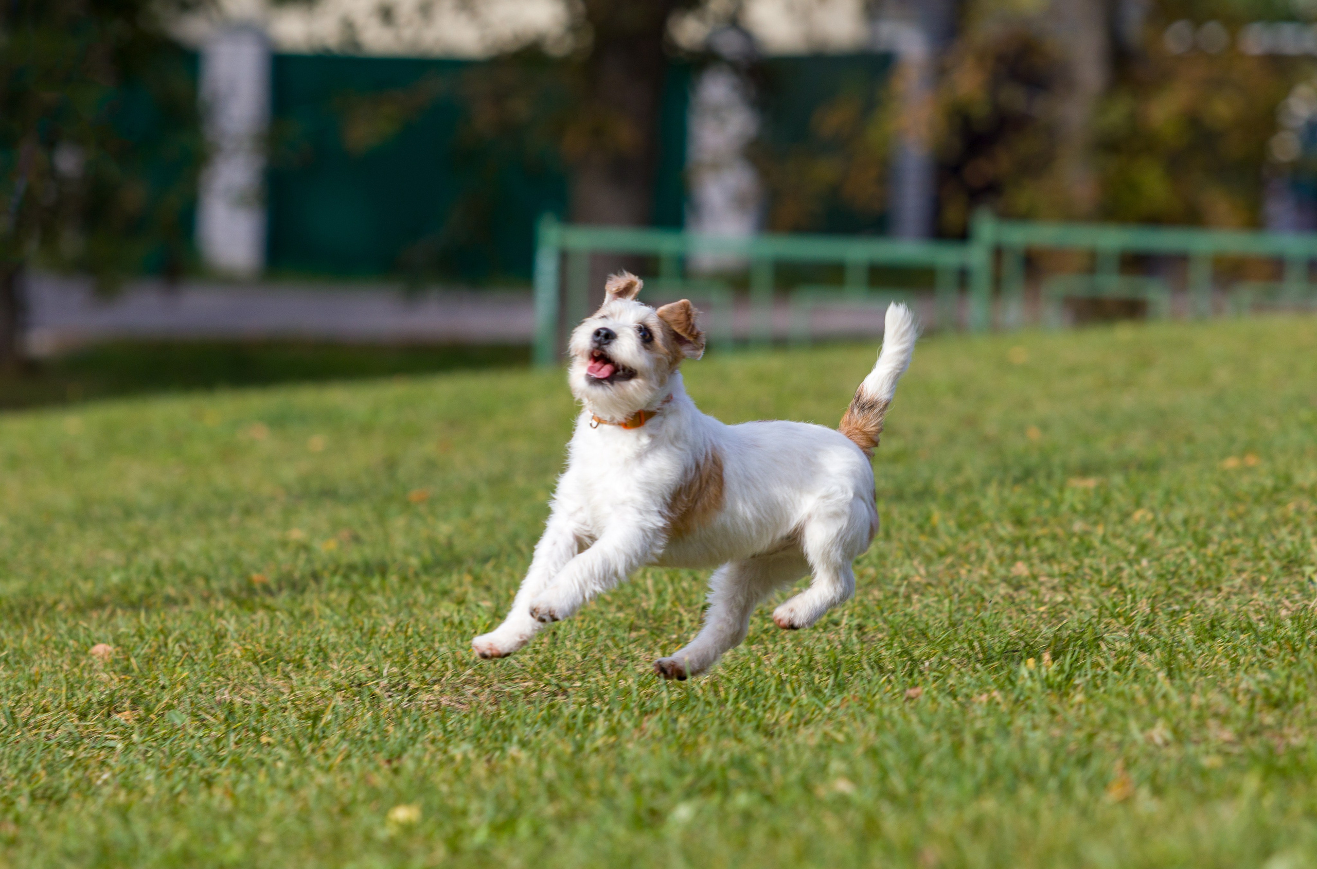 Ассорти. Фотограф — анималист Татьяна Ли