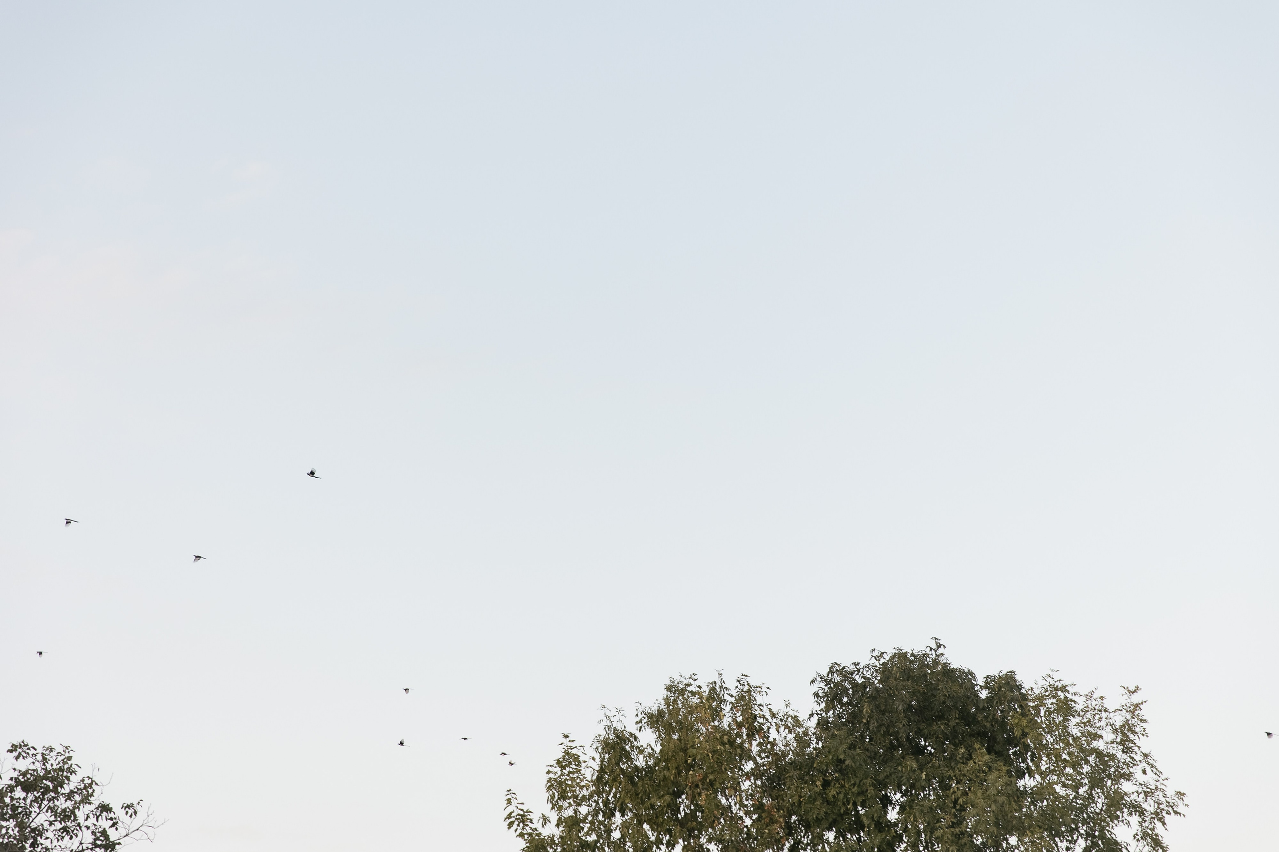 И&Л. Свадебный фотограф