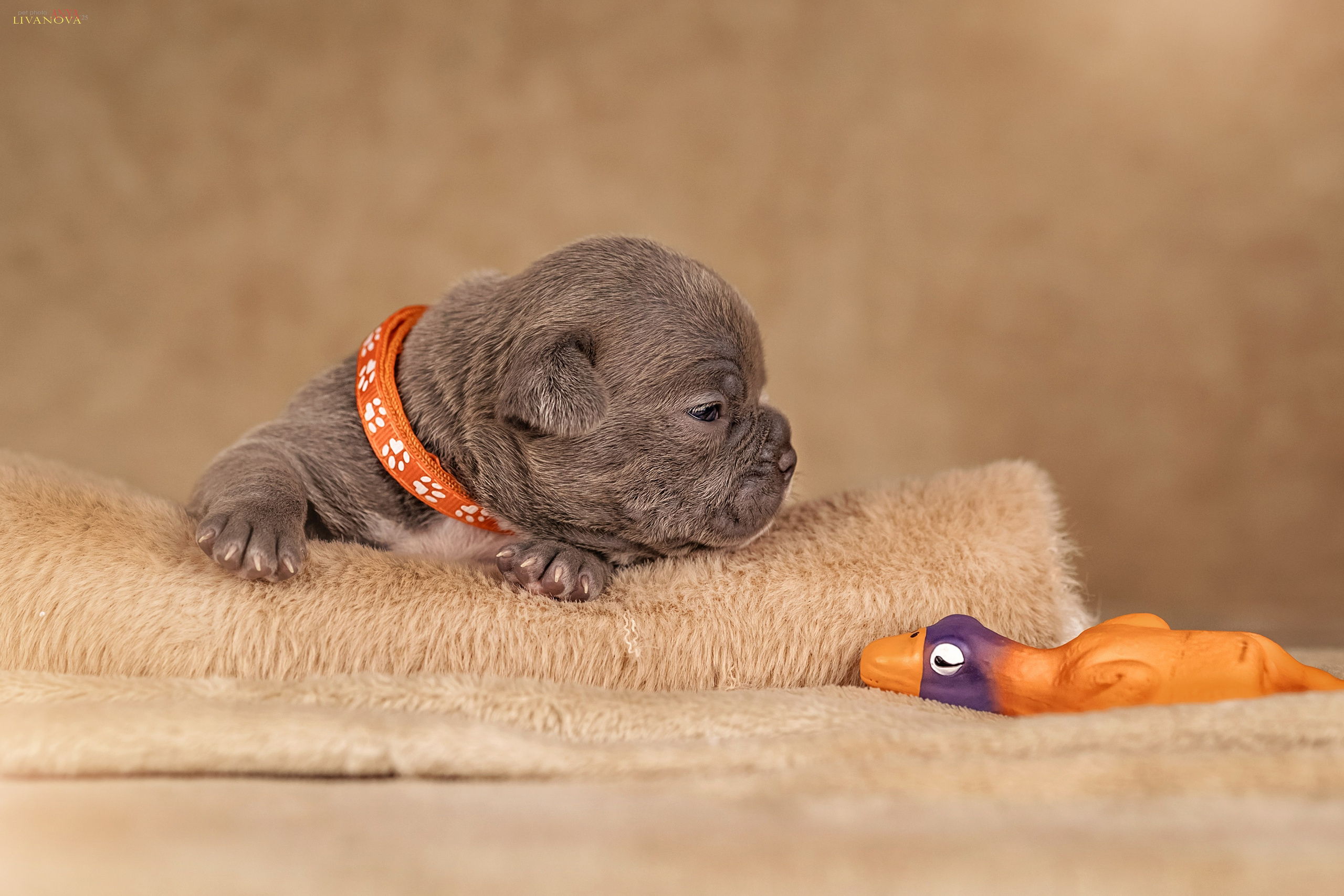 Амбулли. Фотограф анималист Аня Ливанова | Рыбинск