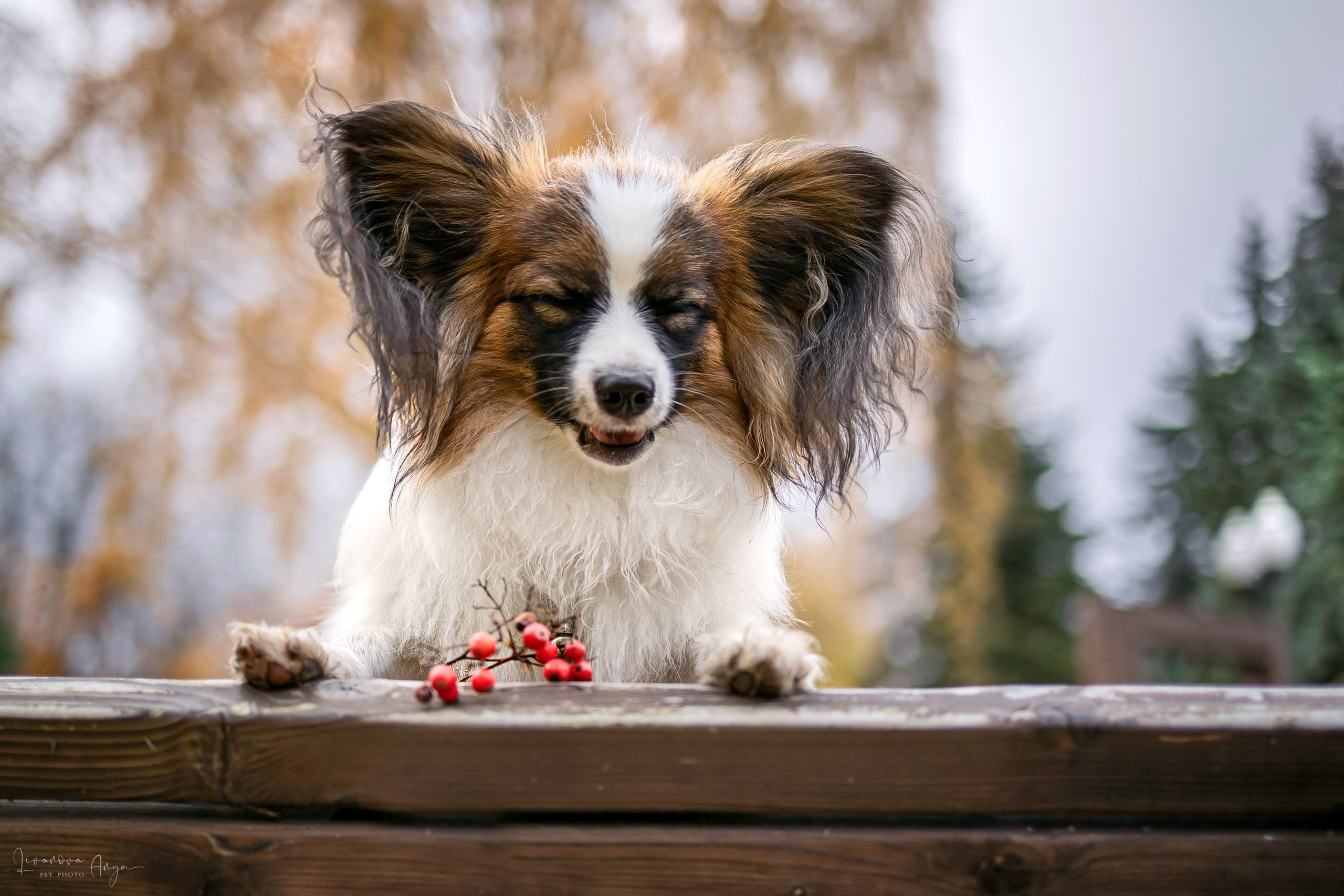 Хьюстон. Фотограф анималист Аня Ливанова | Рыбинск