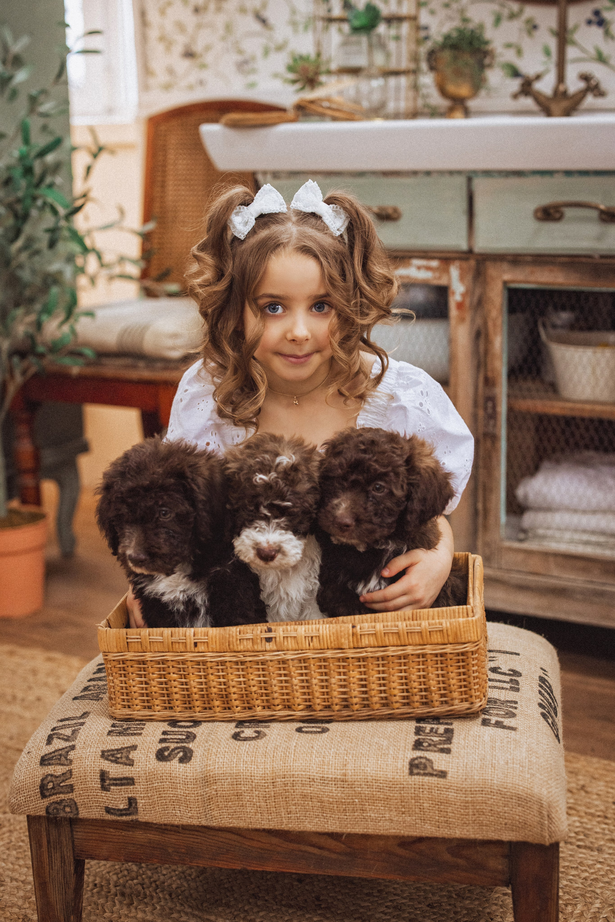 Фотосессия с щенками Лаго́тто-романьо́ло, в Винтажной фотостудии город Краснодар. Семейный и детский фотограф в Краснодаре Анна Трашкова